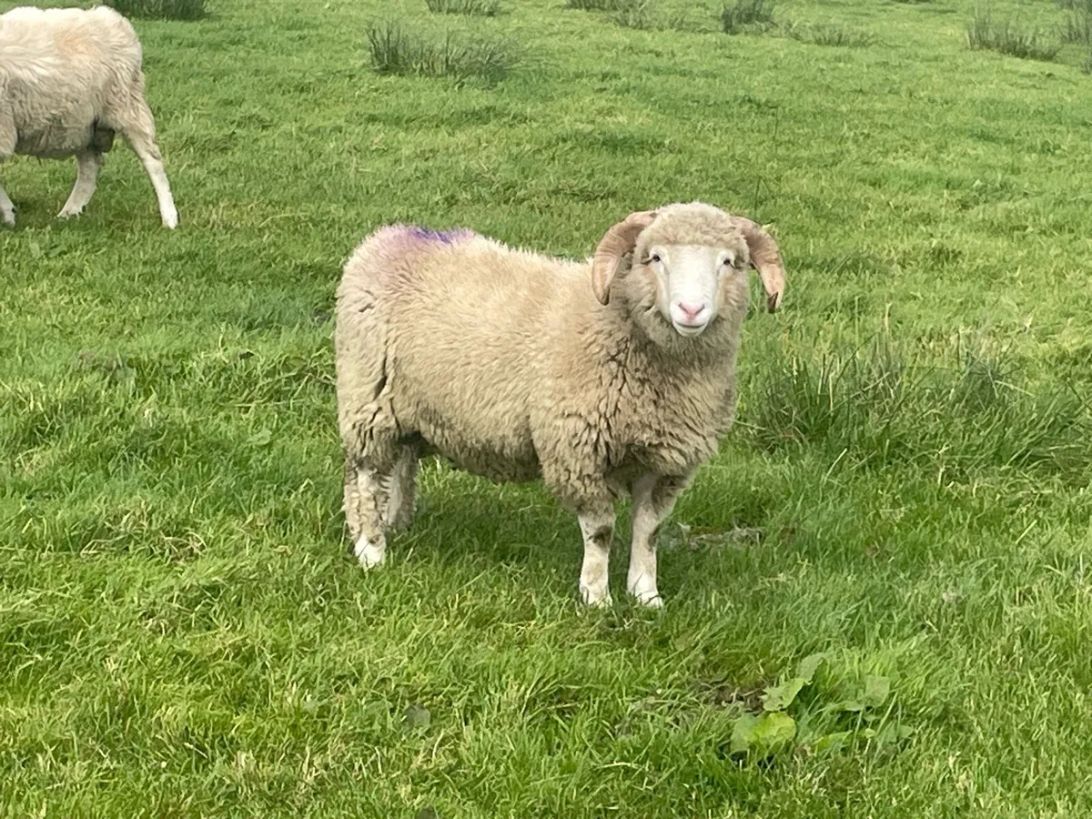 Dorset Horn Ram Lambs - Image 1
