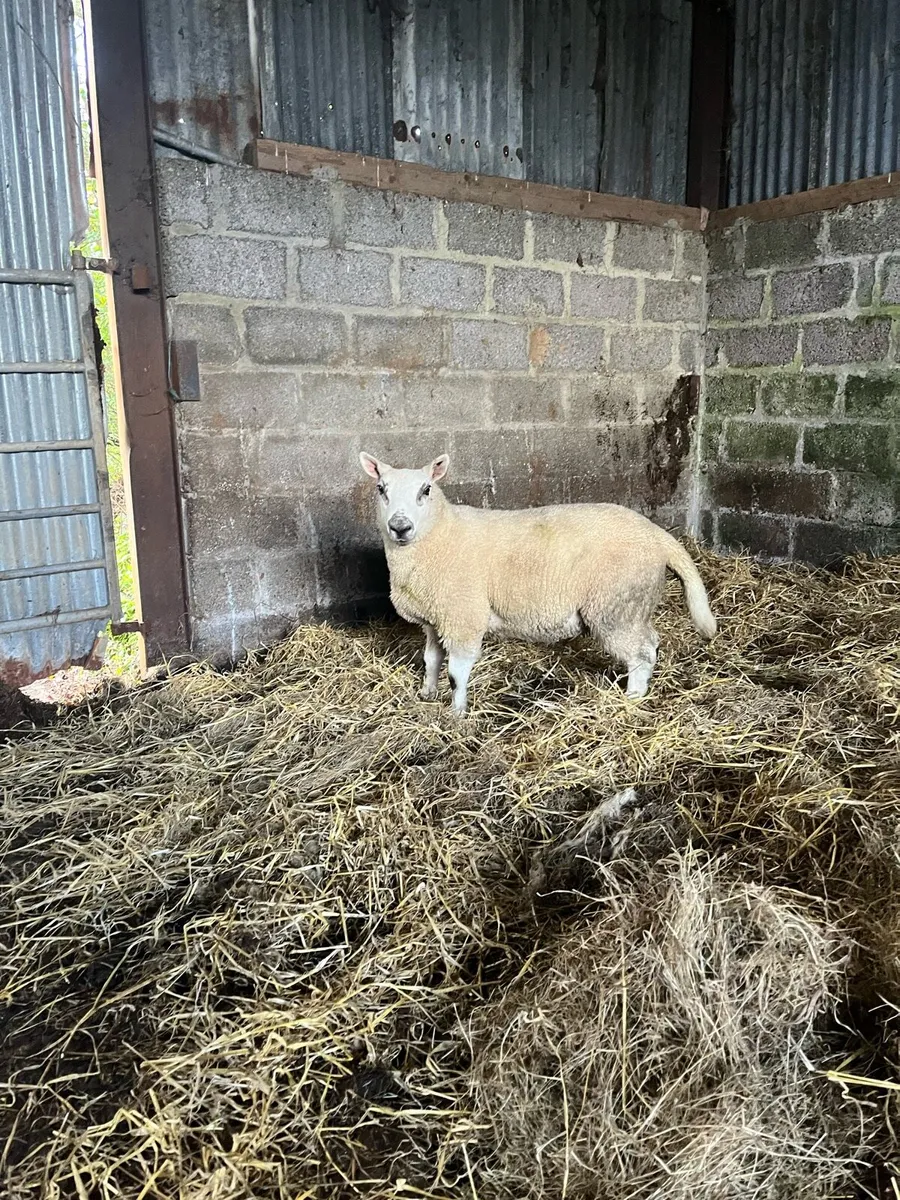 Hybrid ram lamb - Image 1