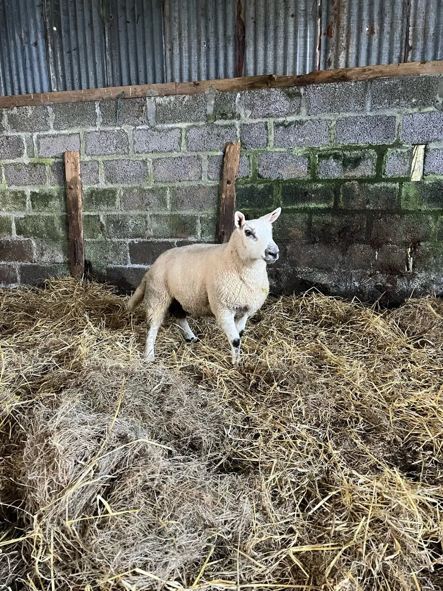 Hybrid ram lamb - Image 2