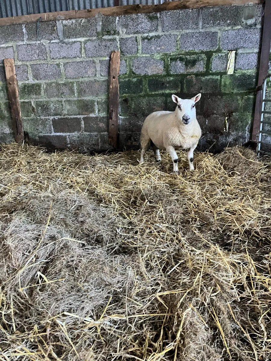 Hybrid ram lamb - Image 3