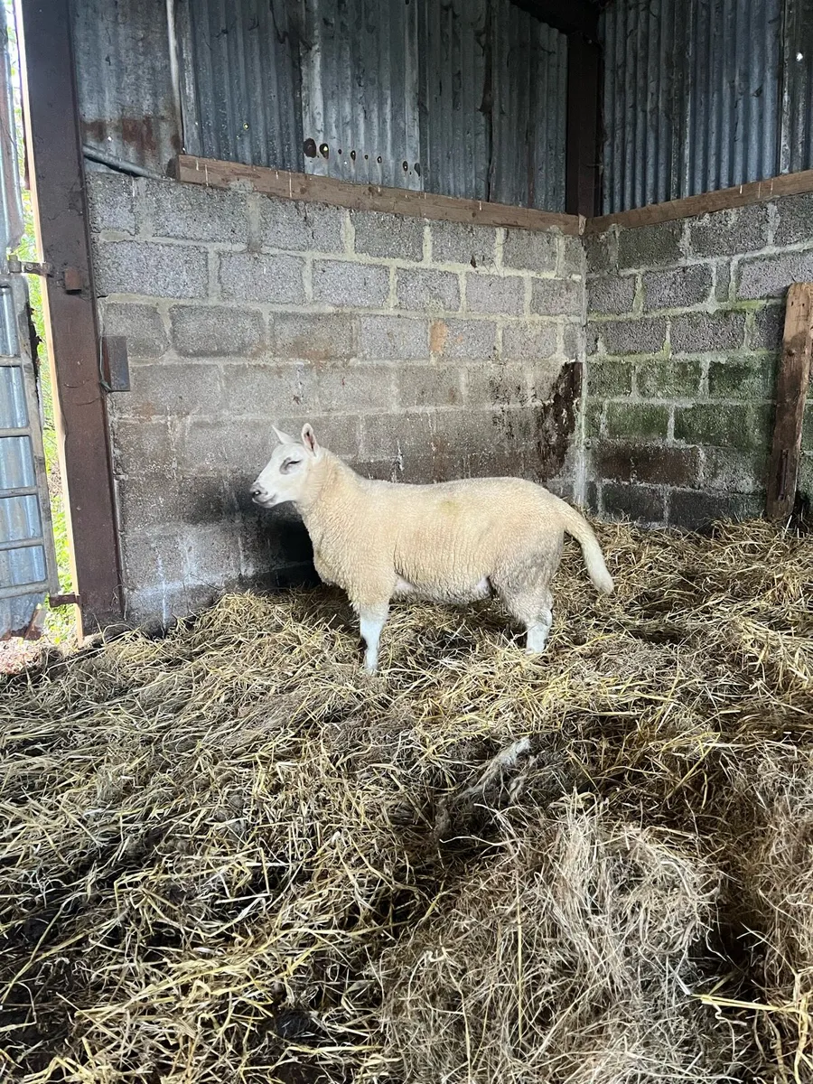 Hybrid ram lamb - Image 4