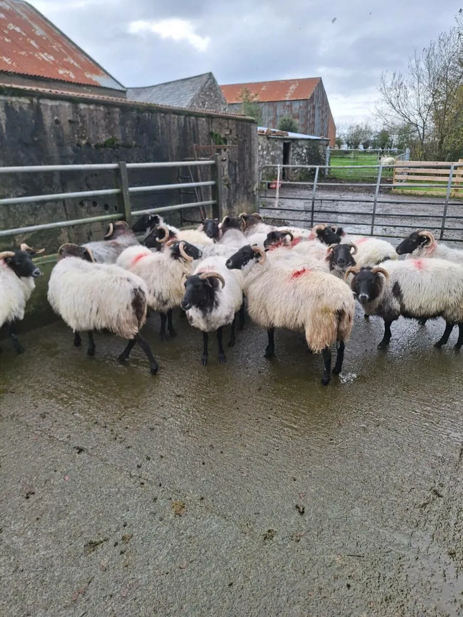 Mayo ewes - Image 1