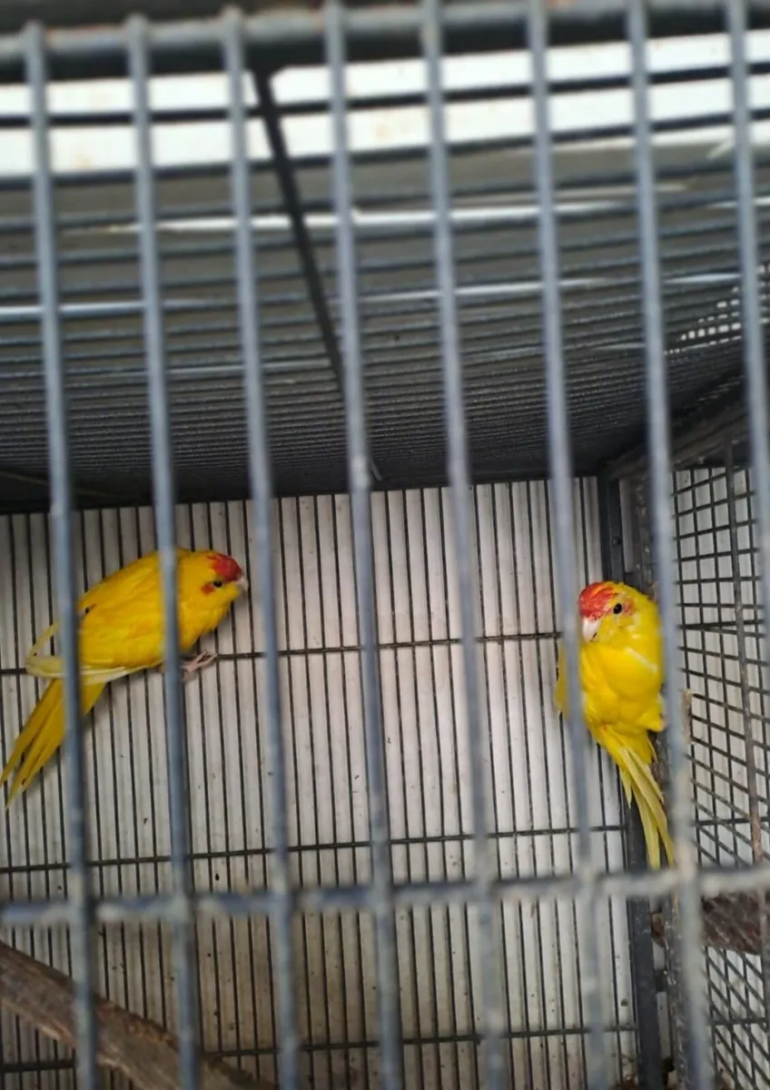 Kakarikis/cockatiels/budgies - Image 1