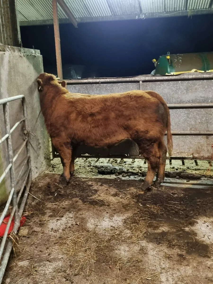 Cracking store bullock - Image 1