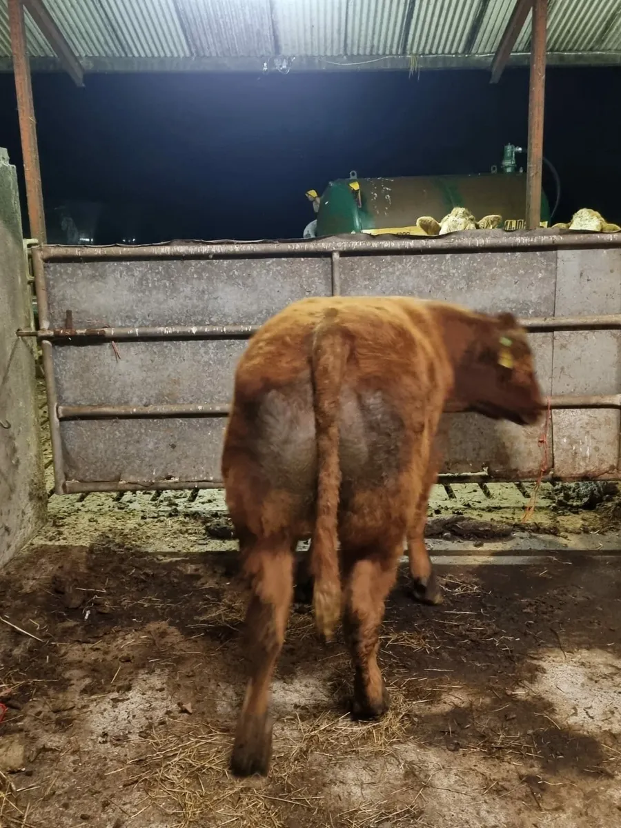 Cracking store bullock - Image 2