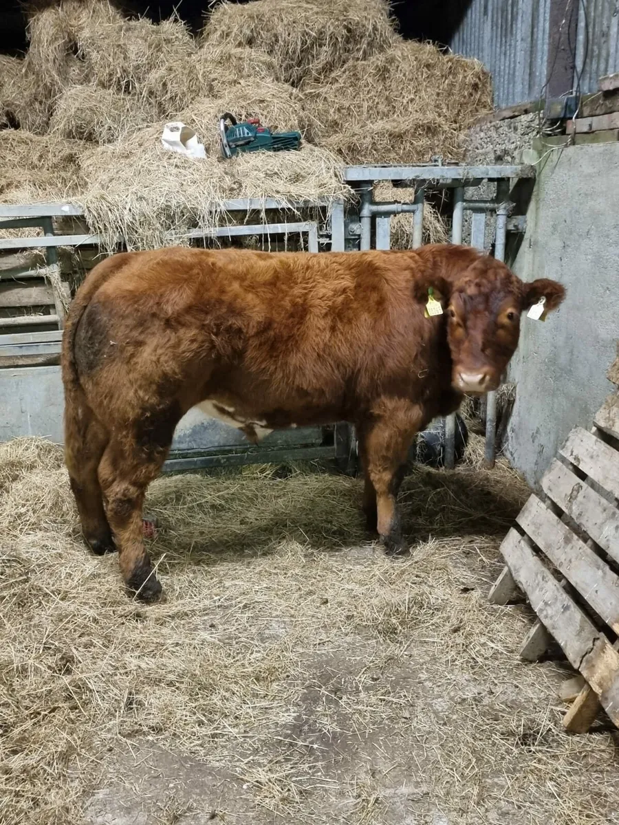 Cracking store bullock - Image 3