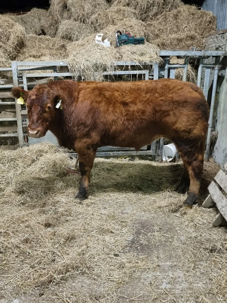 Cracking store bullock - Image 4