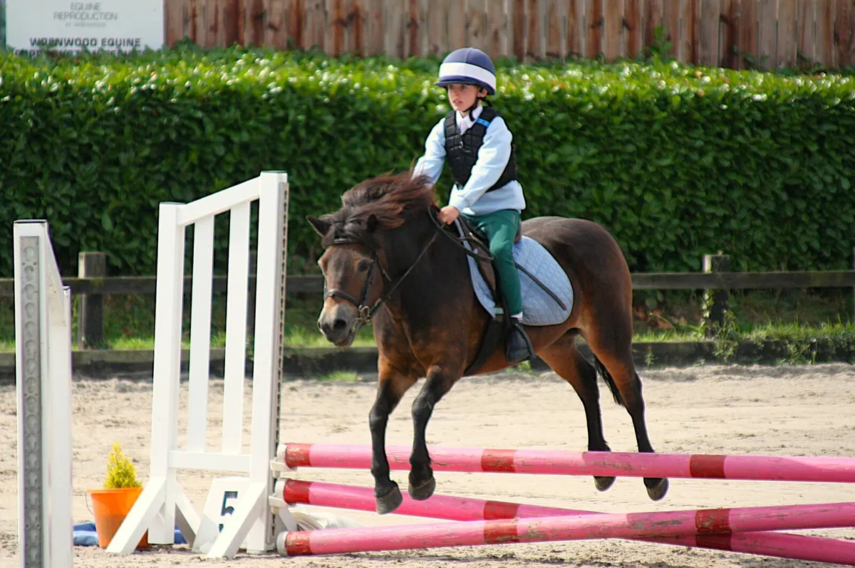 Rare Breed Exmoor Pony - Image 1