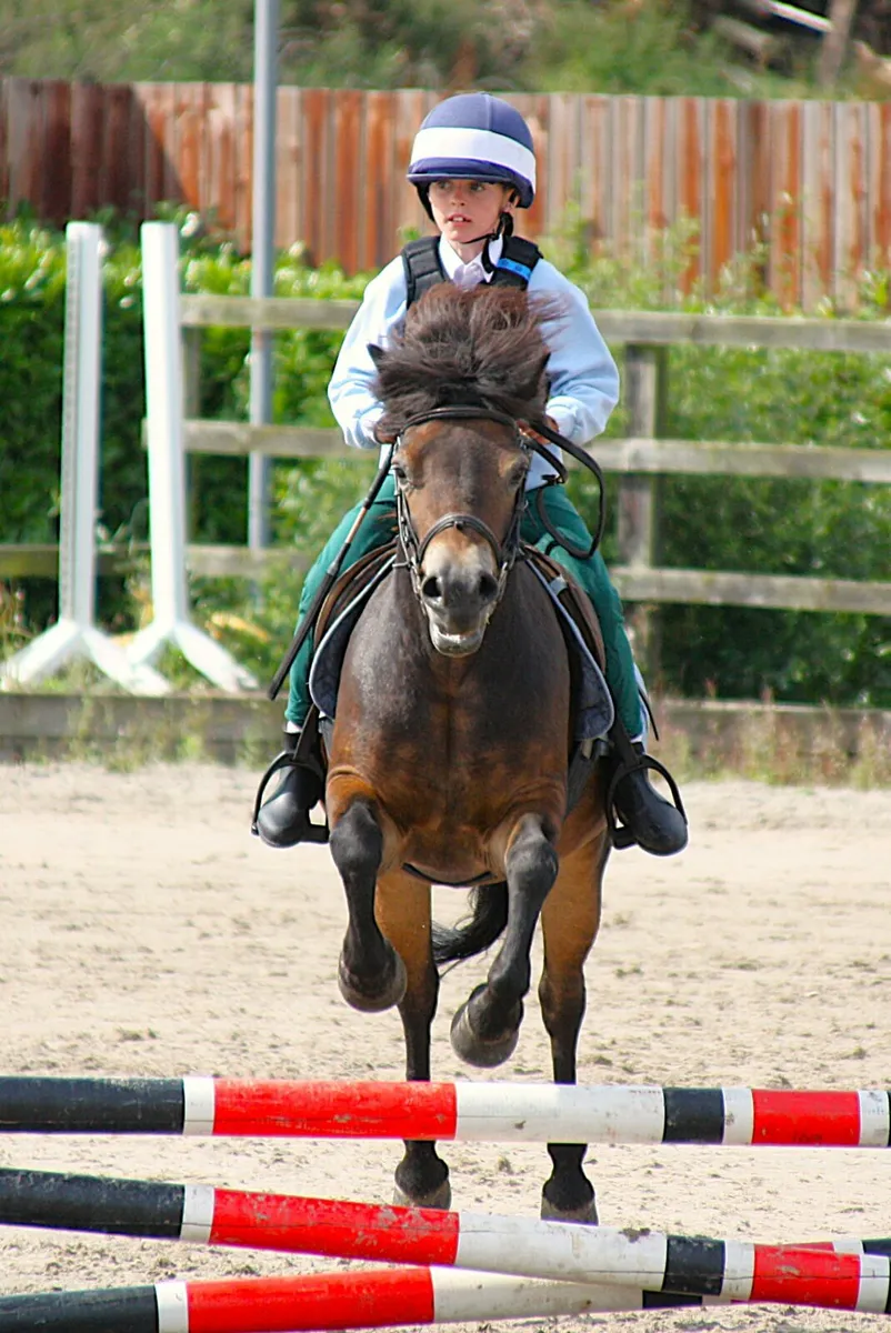 Rare Breed Exmoor Pony - Image 2