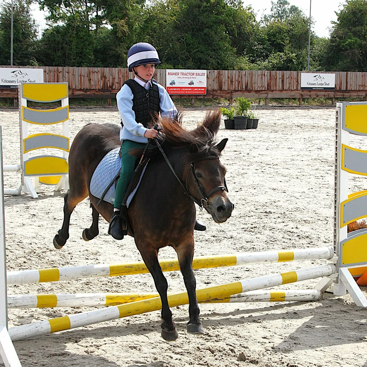 Rare Breed Exmoor Pony - Image 3