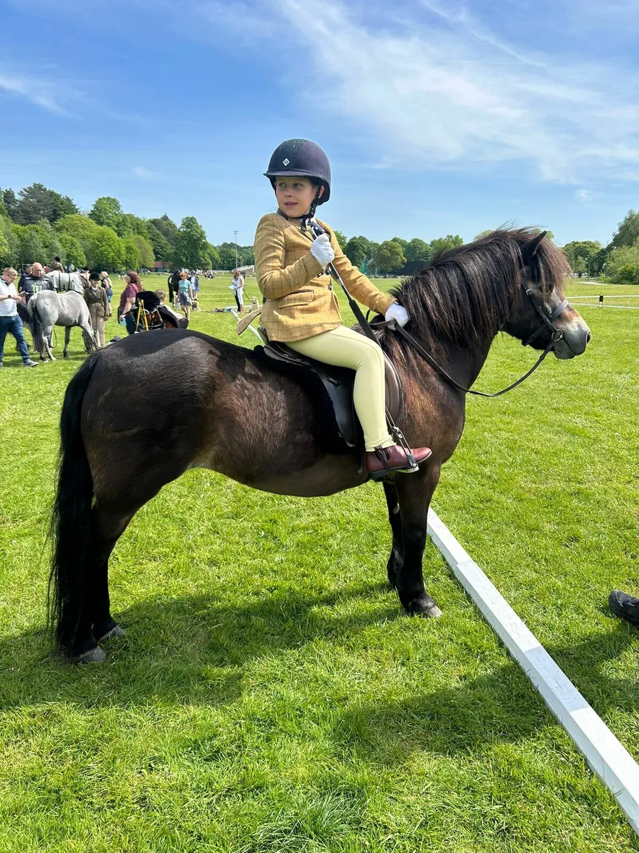 Rare Breed Exmoor Pony - Image 4