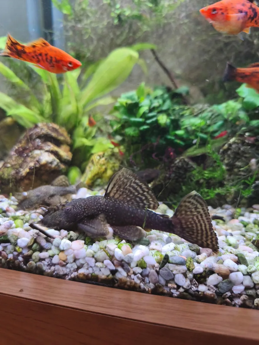 Angel fishes , Pleccos - Image 3