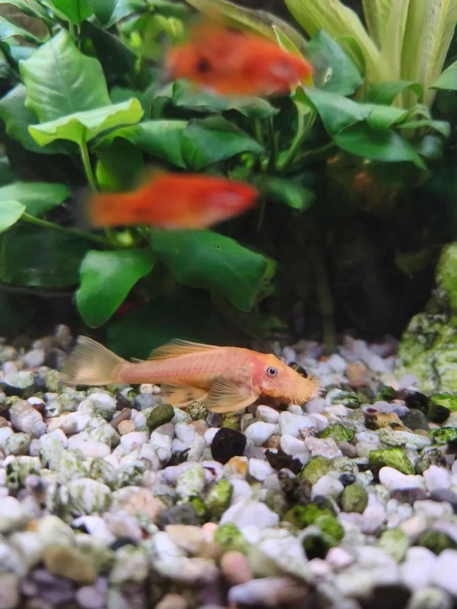 Angel fishes , Pleccos - Image 4