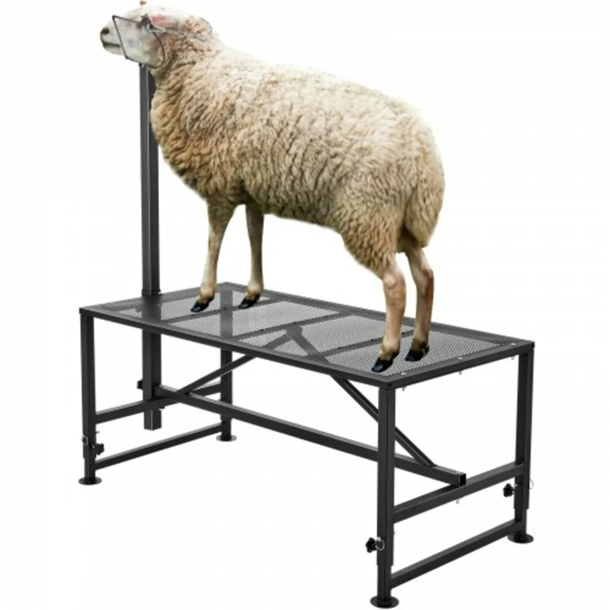 Goat & Sheep Stand, 51x23 inch Livestock Stand, Me - Image 1