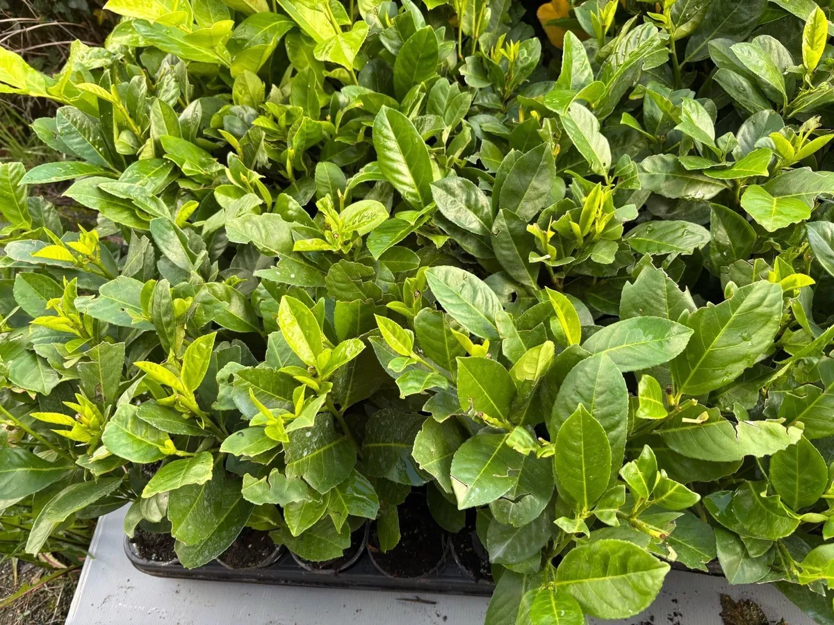 Laurel hedging - Image 2