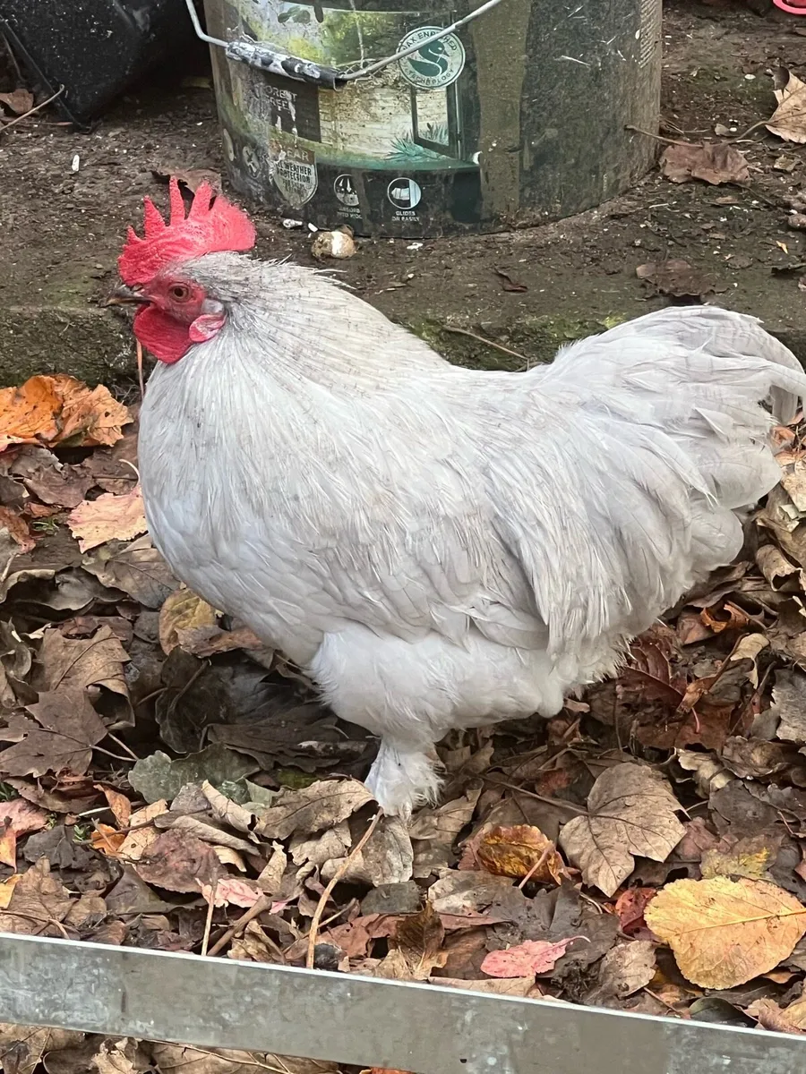 Rooster - Image 4
