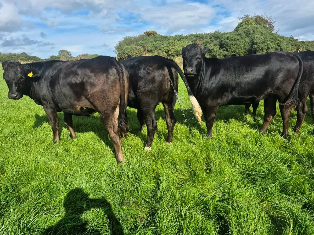 Limousin heifers - Image 1