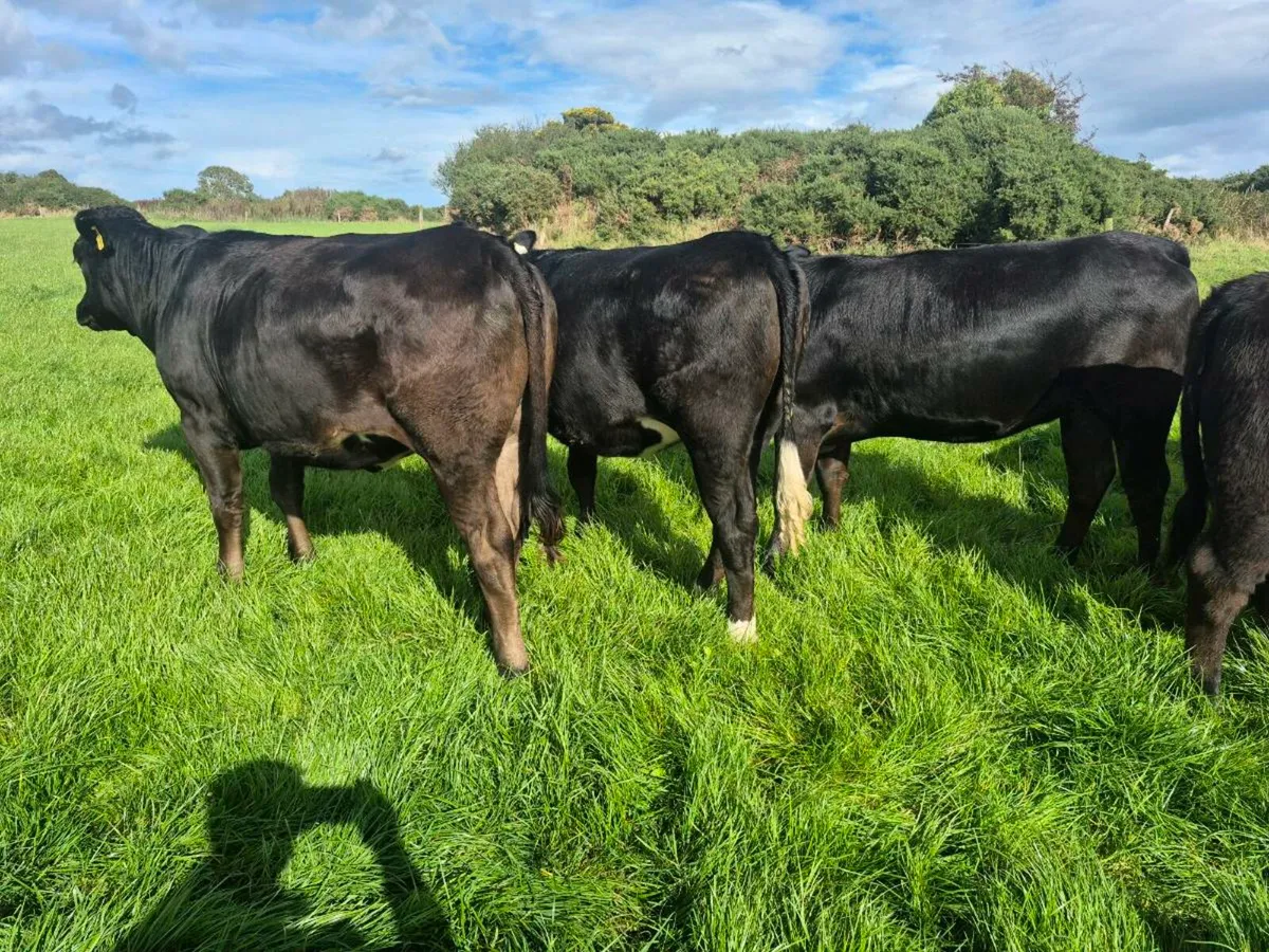 Limousin heifers - Image 2