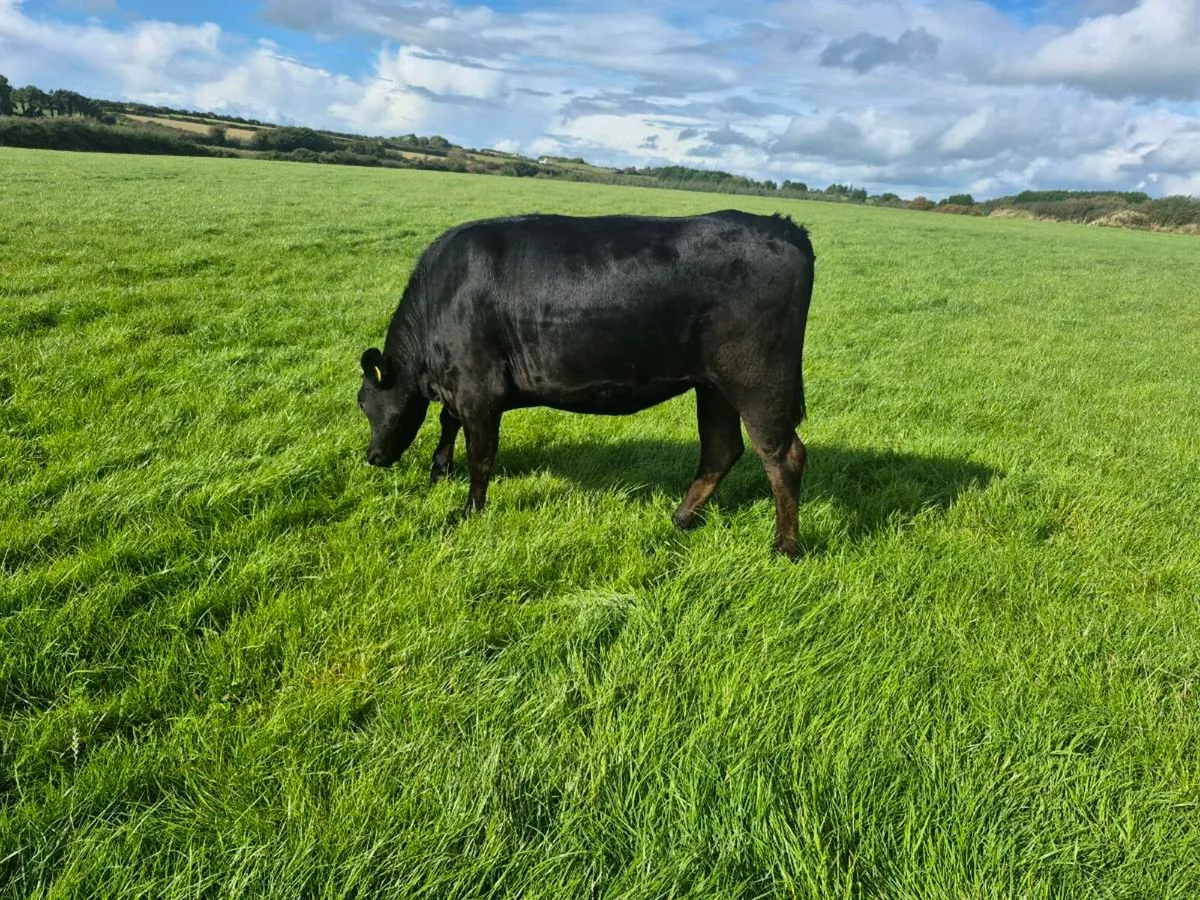 Limousin heifers - Image 3
