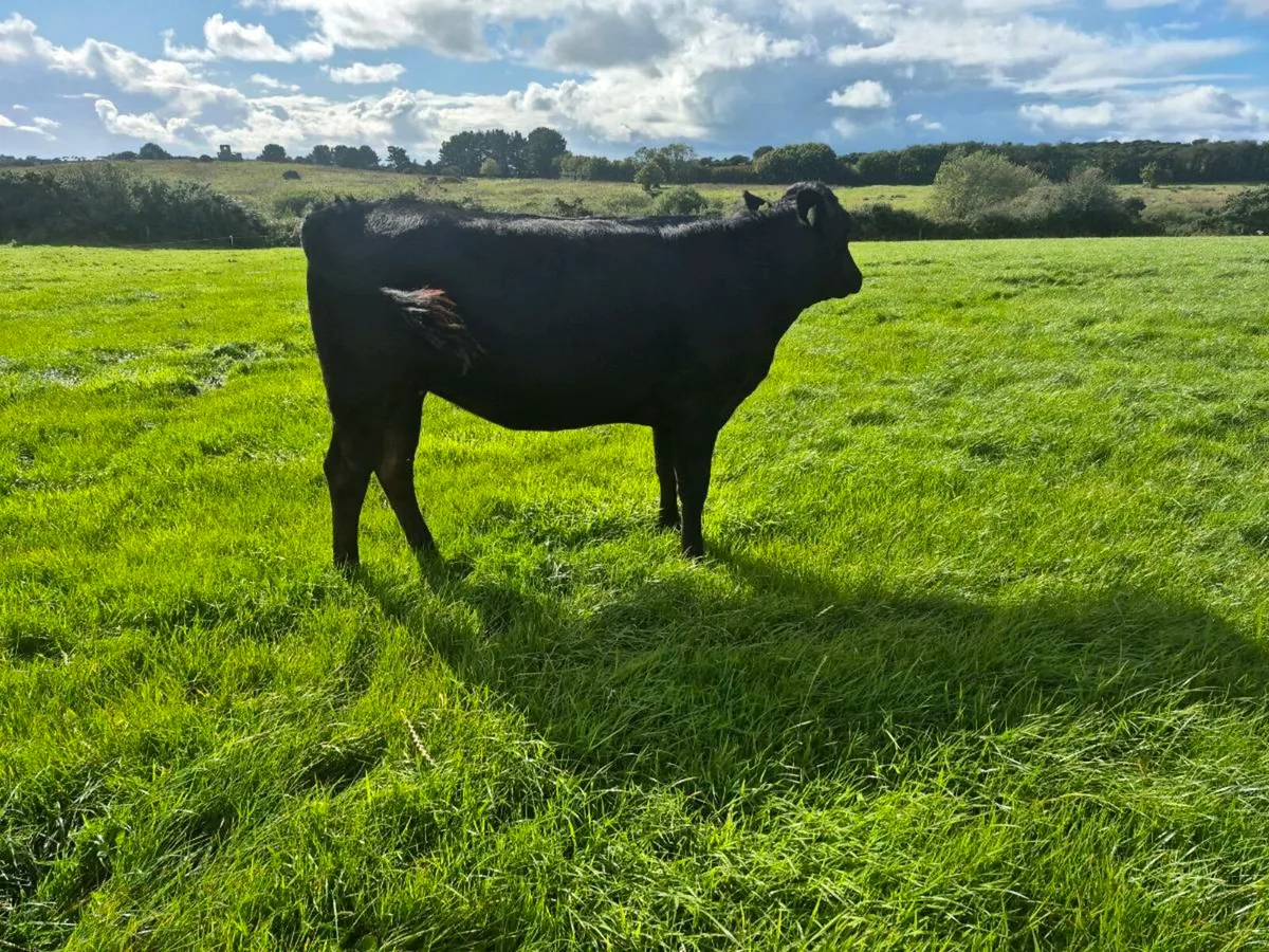 Limousin heifers - Image 4