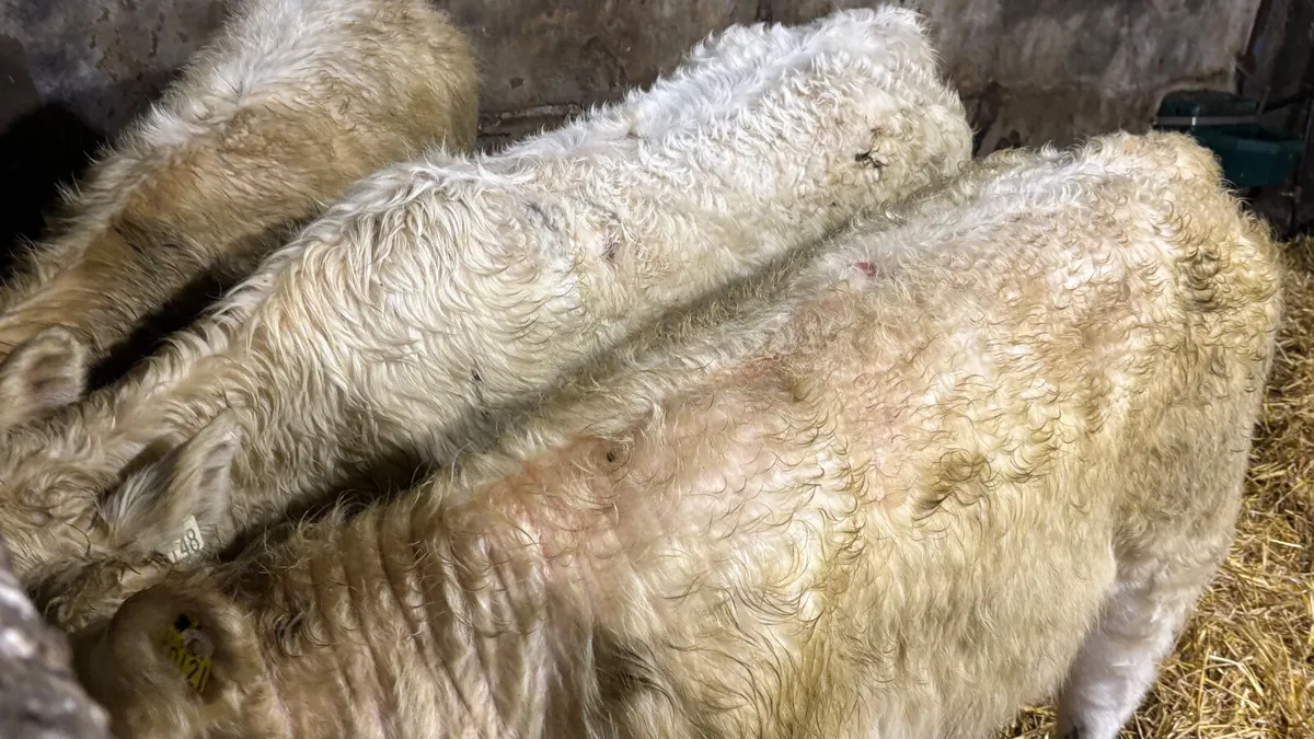 3 Quality White Charolais Heifer Wealings - Image 3