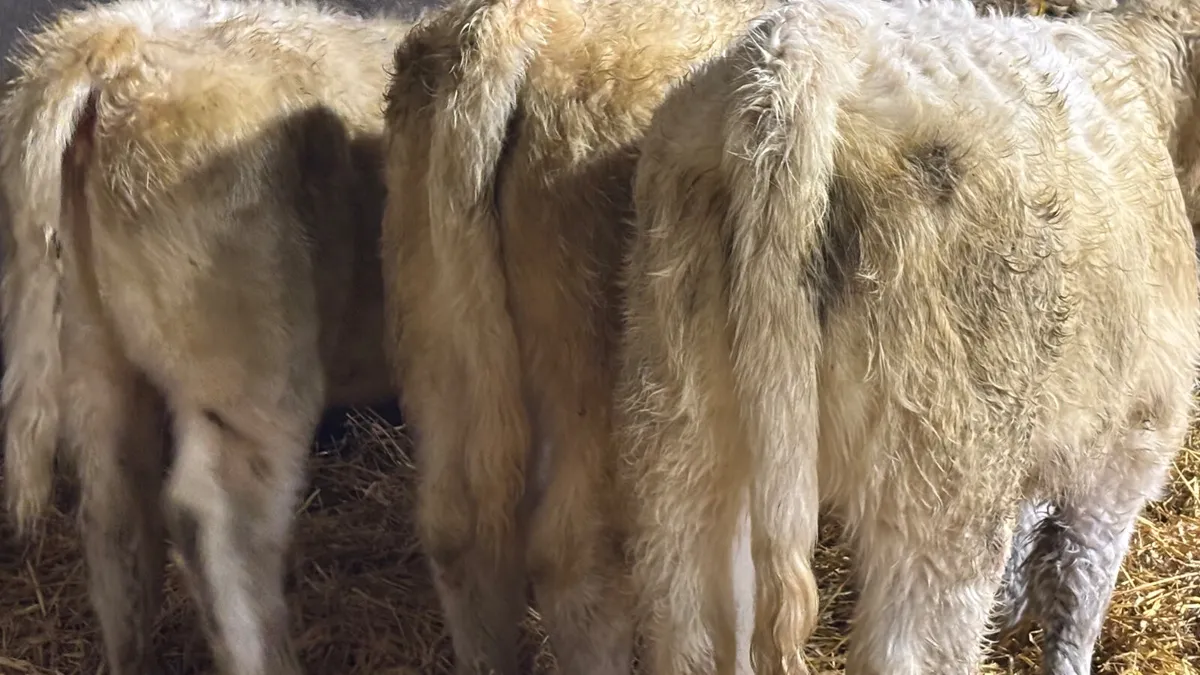 3 Quality White Charolais Heifer Wealings - Image 4