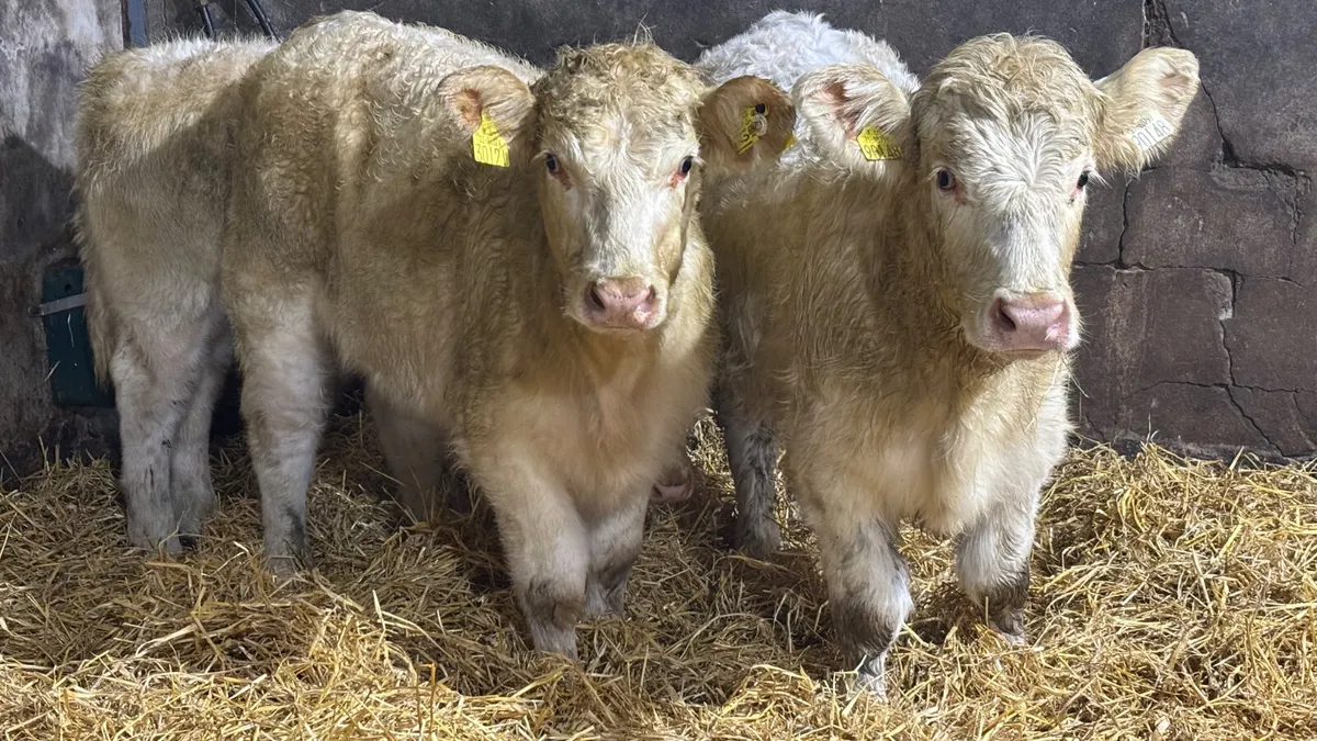 3 Quality White Charolais Heifer Wealings - Image 2