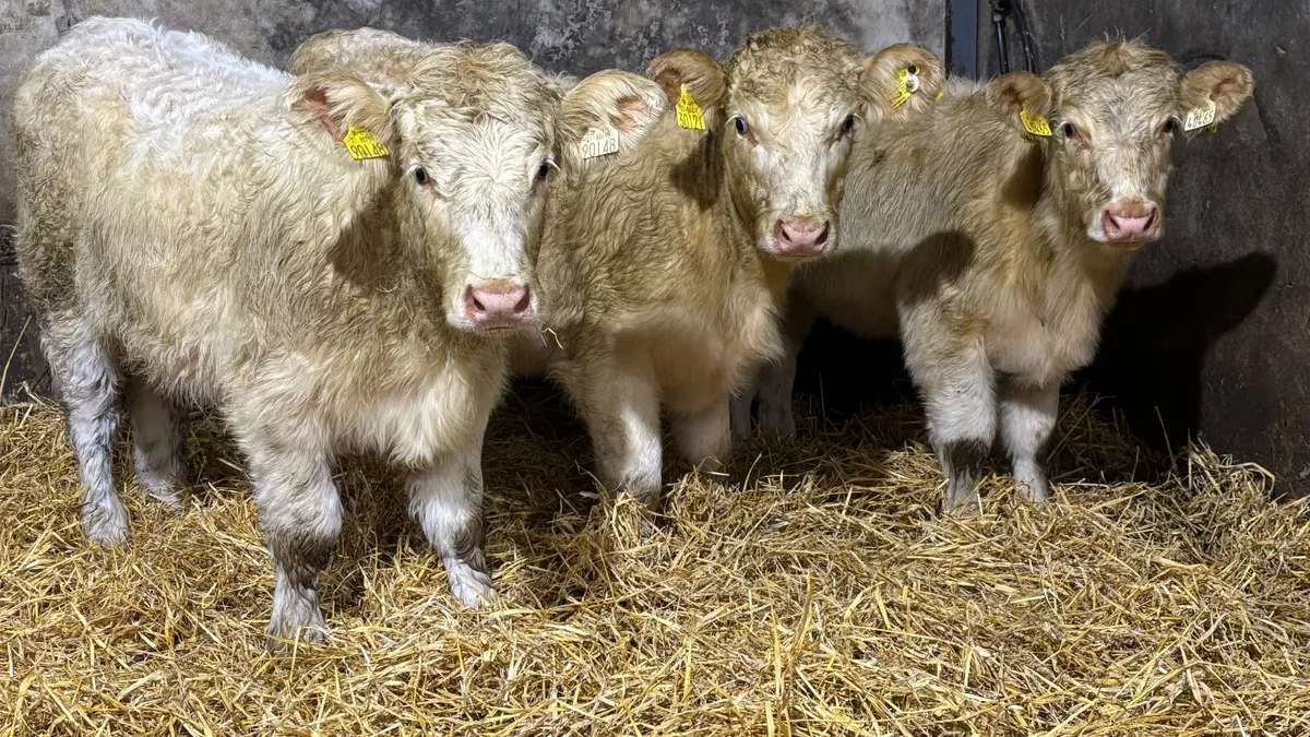 3 Quality White Charolais Heifer Wealings - Image 1