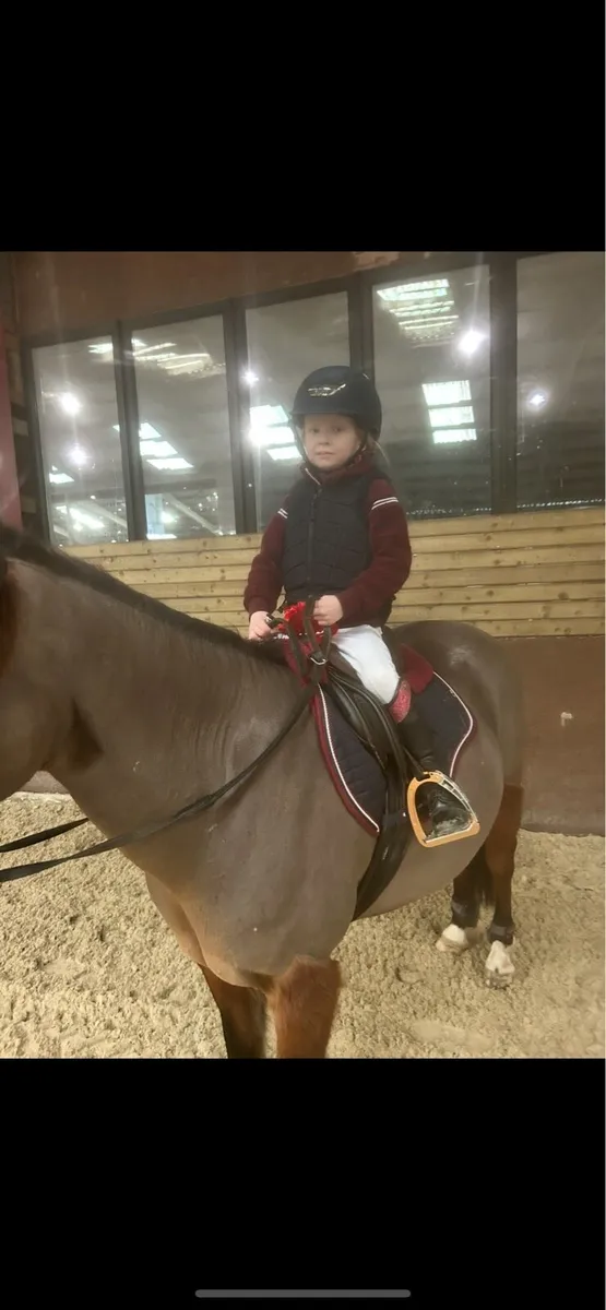 School Mistress 12.2h Golden Oldie ⭐️