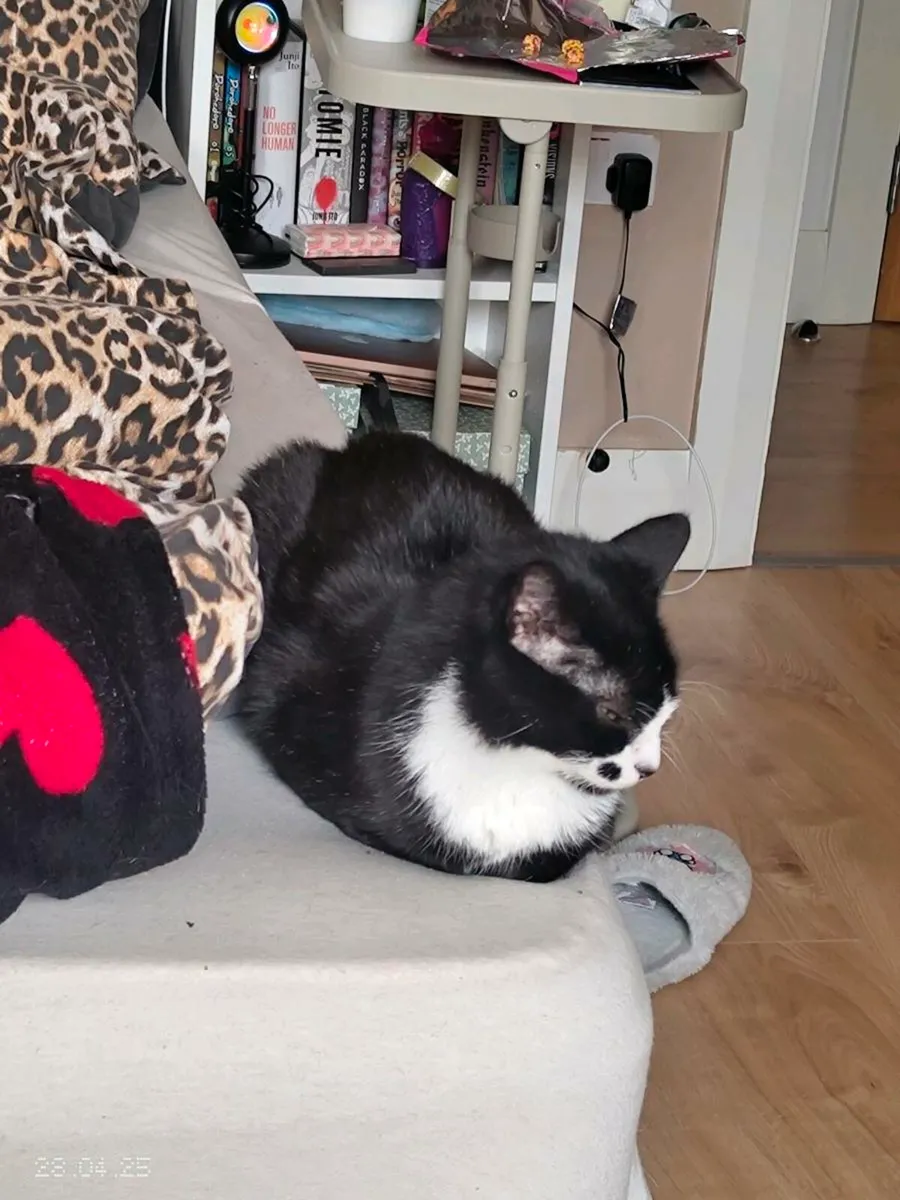 Tuxedo cat - Nubby - Image 1