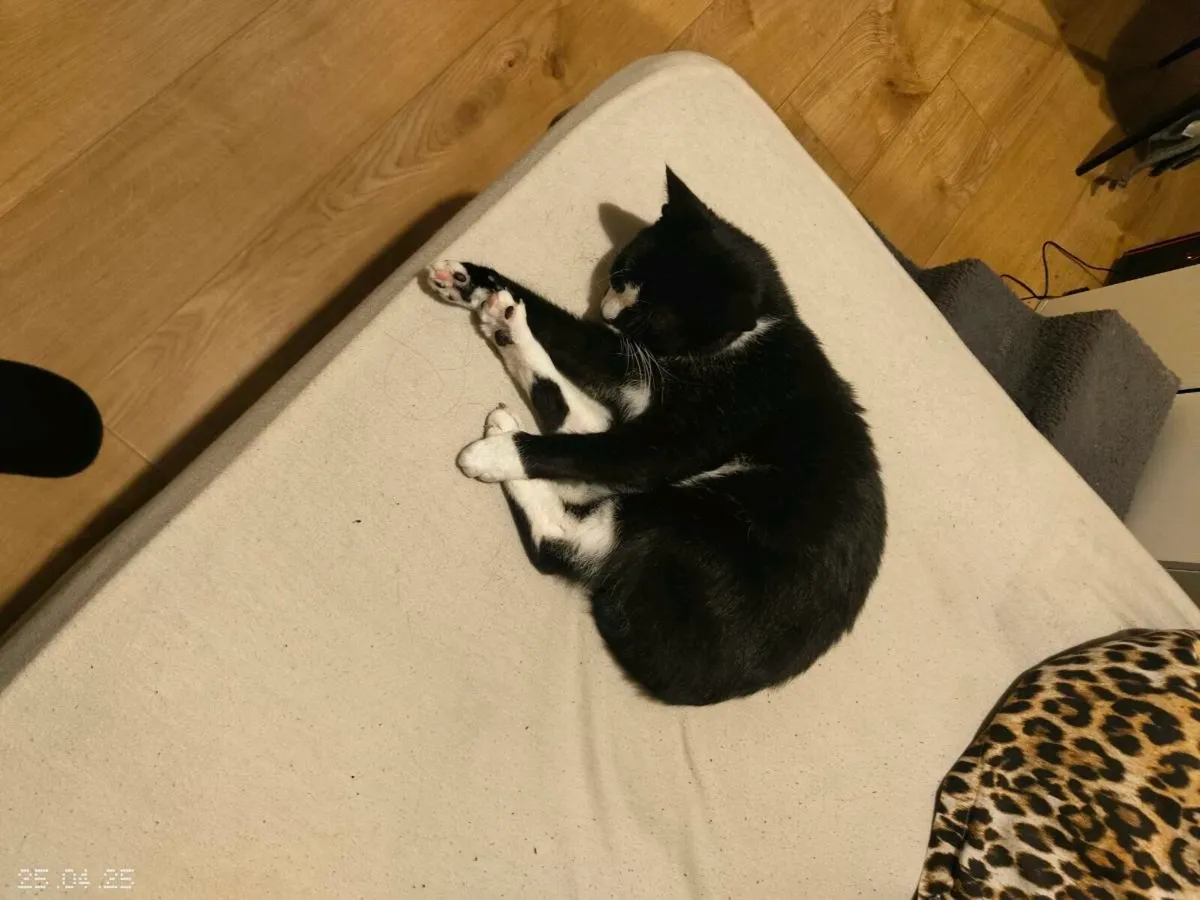 Tuxedo cat - Nubby - Image 2