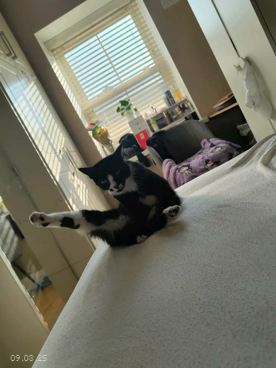 Tuxedo cat - Nubby - Image 3