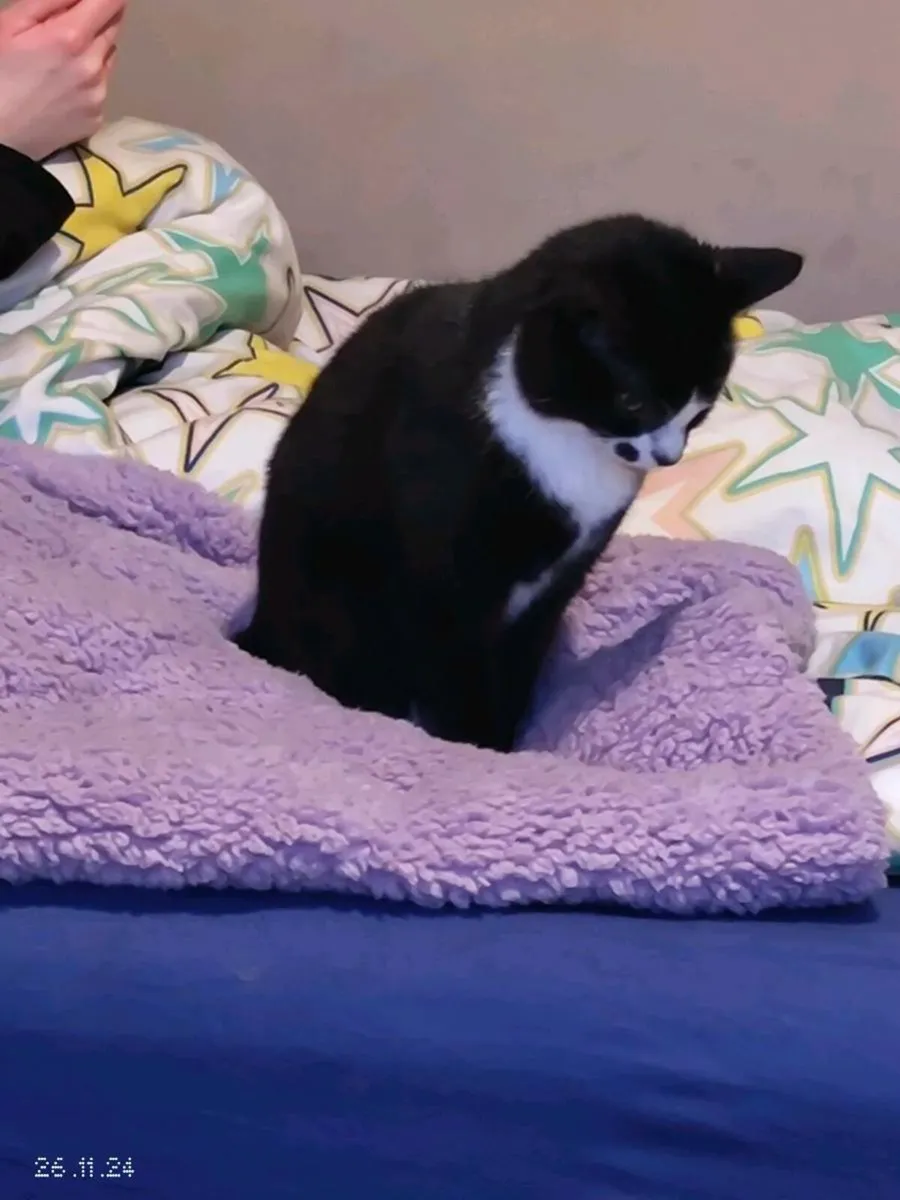 Tuxedo cat - Nubby - Image 4