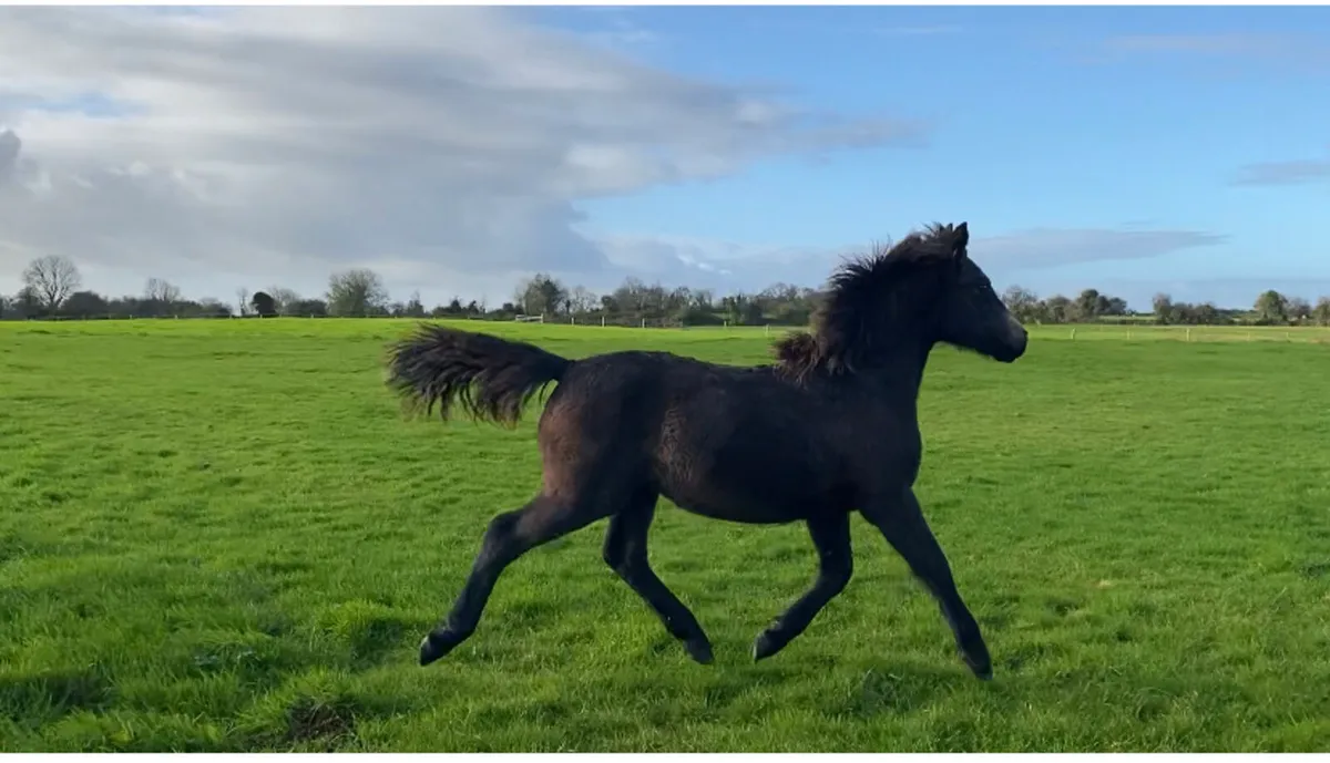 Connemara foal - Image 1