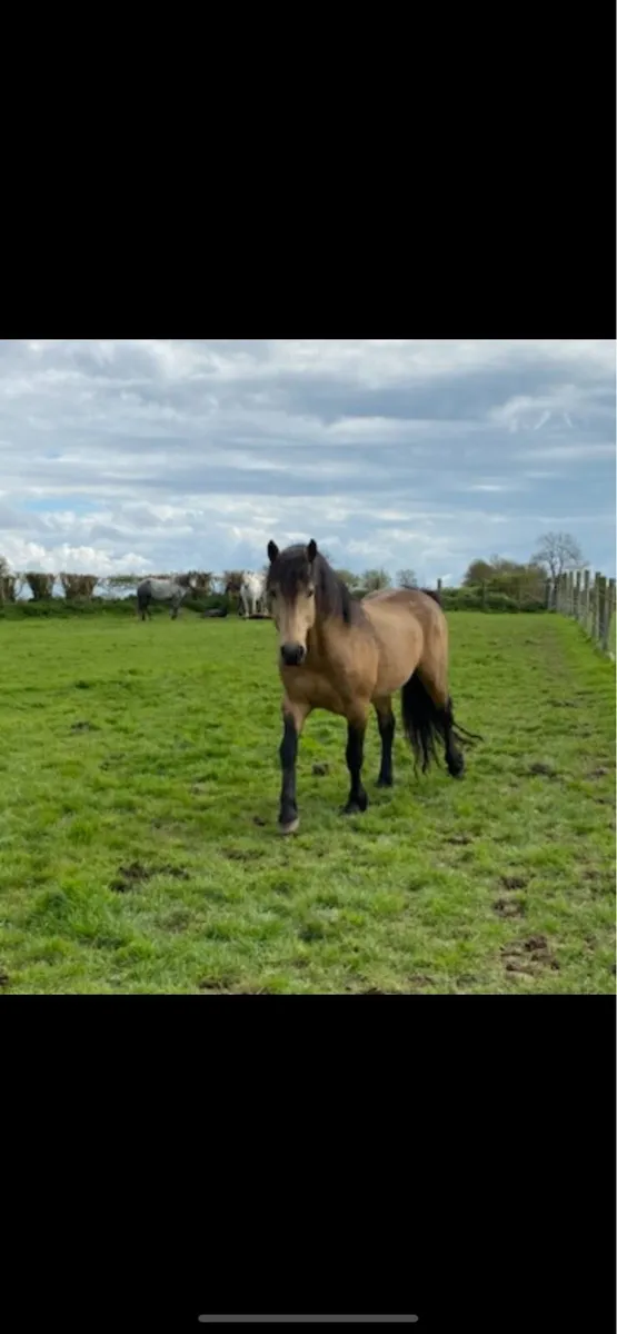 Connemara foal - Image 2