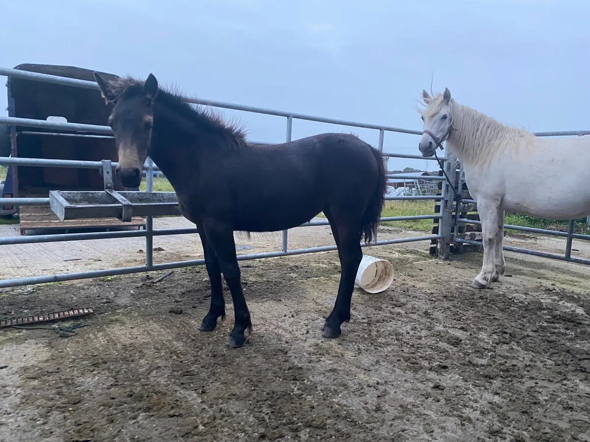 Connemara foal - Image 3