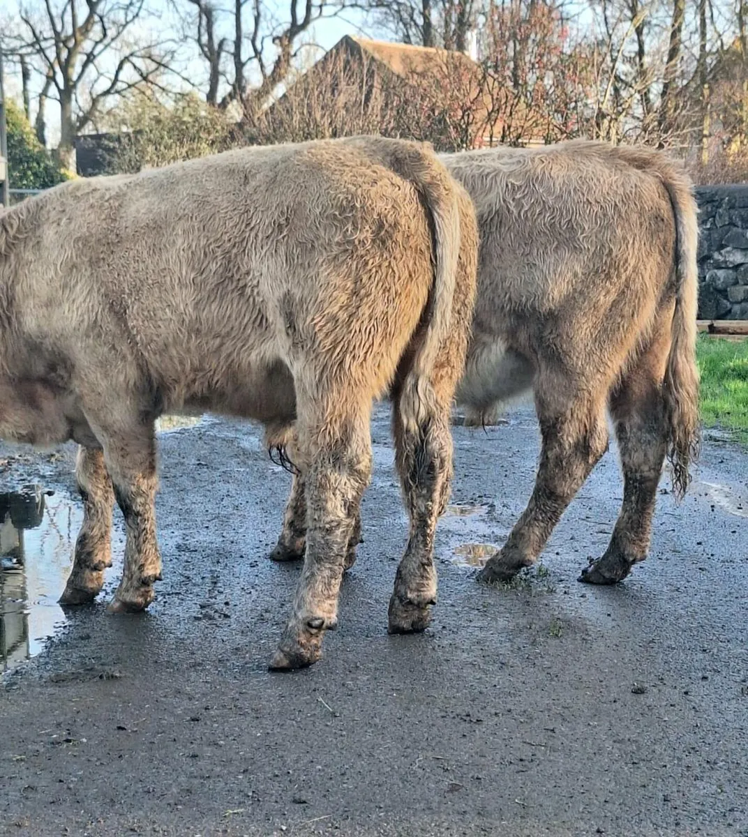2 Charlaois Store Bullocks - Image 1