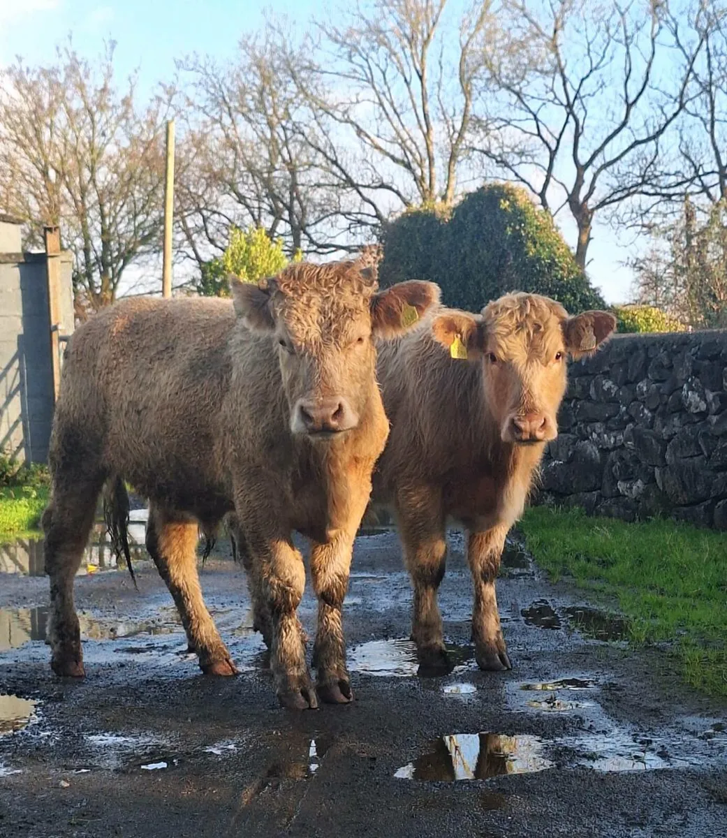 2 Charlaois Store Bullocks - Image 2