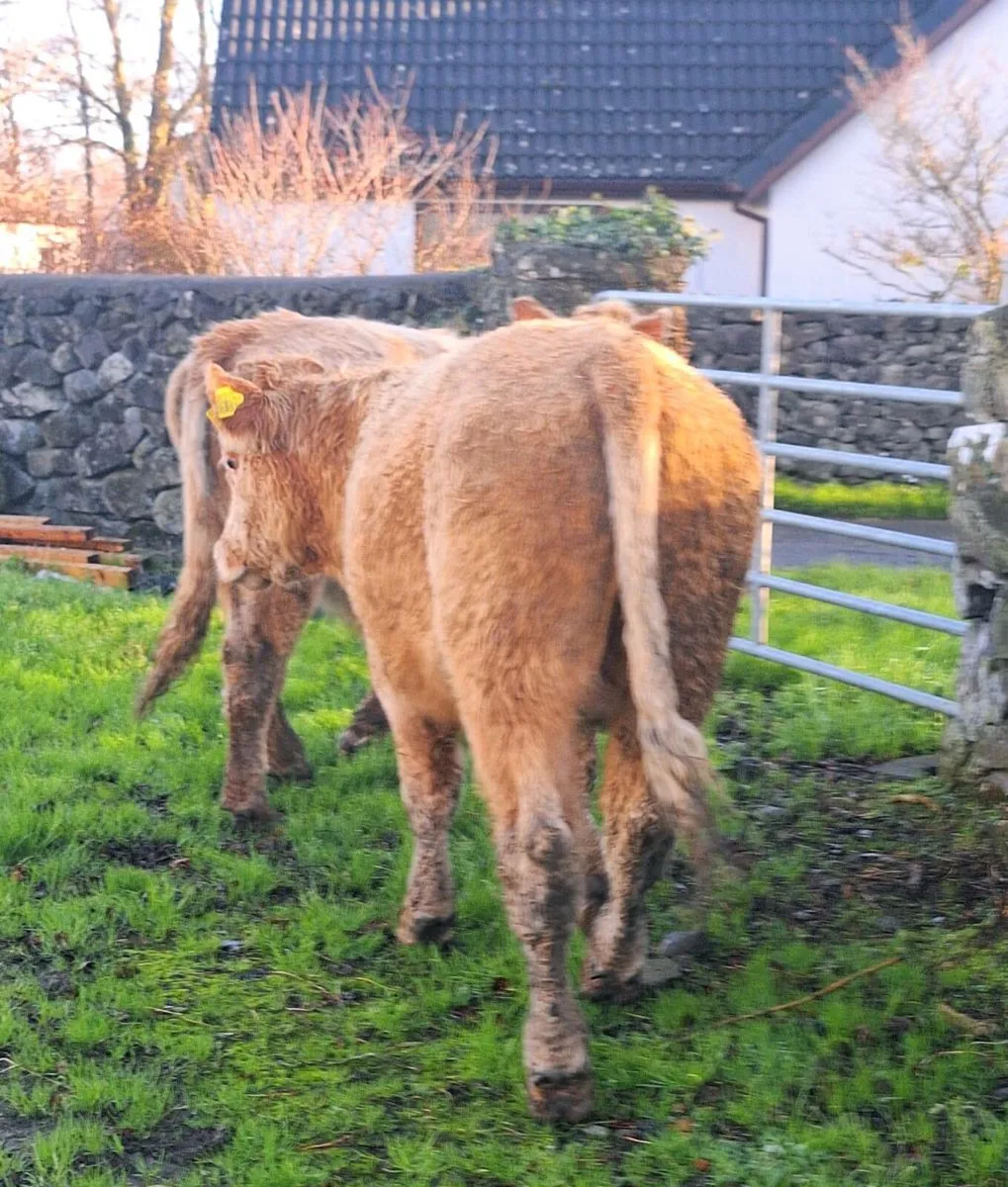 2 Charlaois Store Bullocks - Image 3