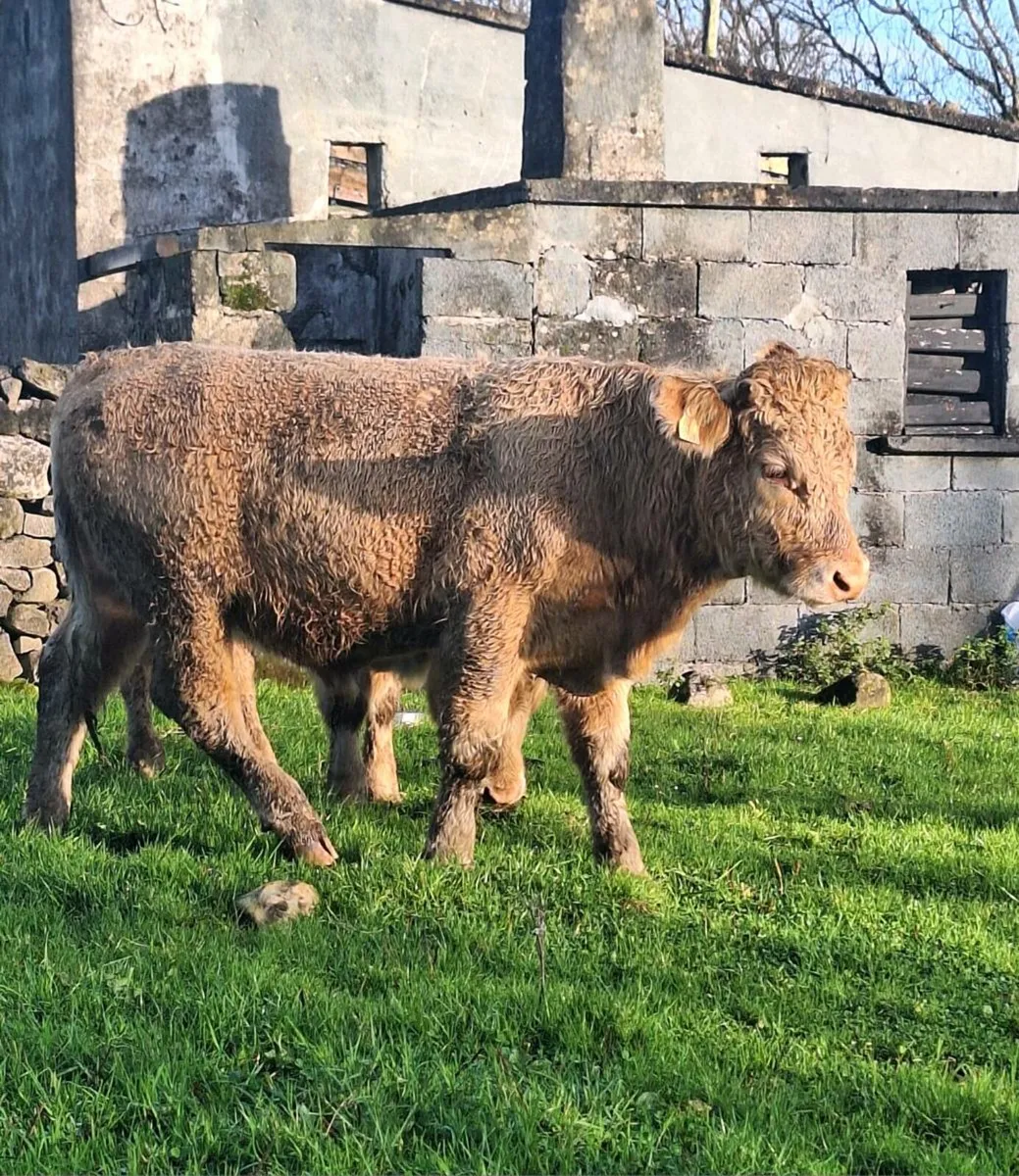 2 Charlaois Store Bullocks - Image 4