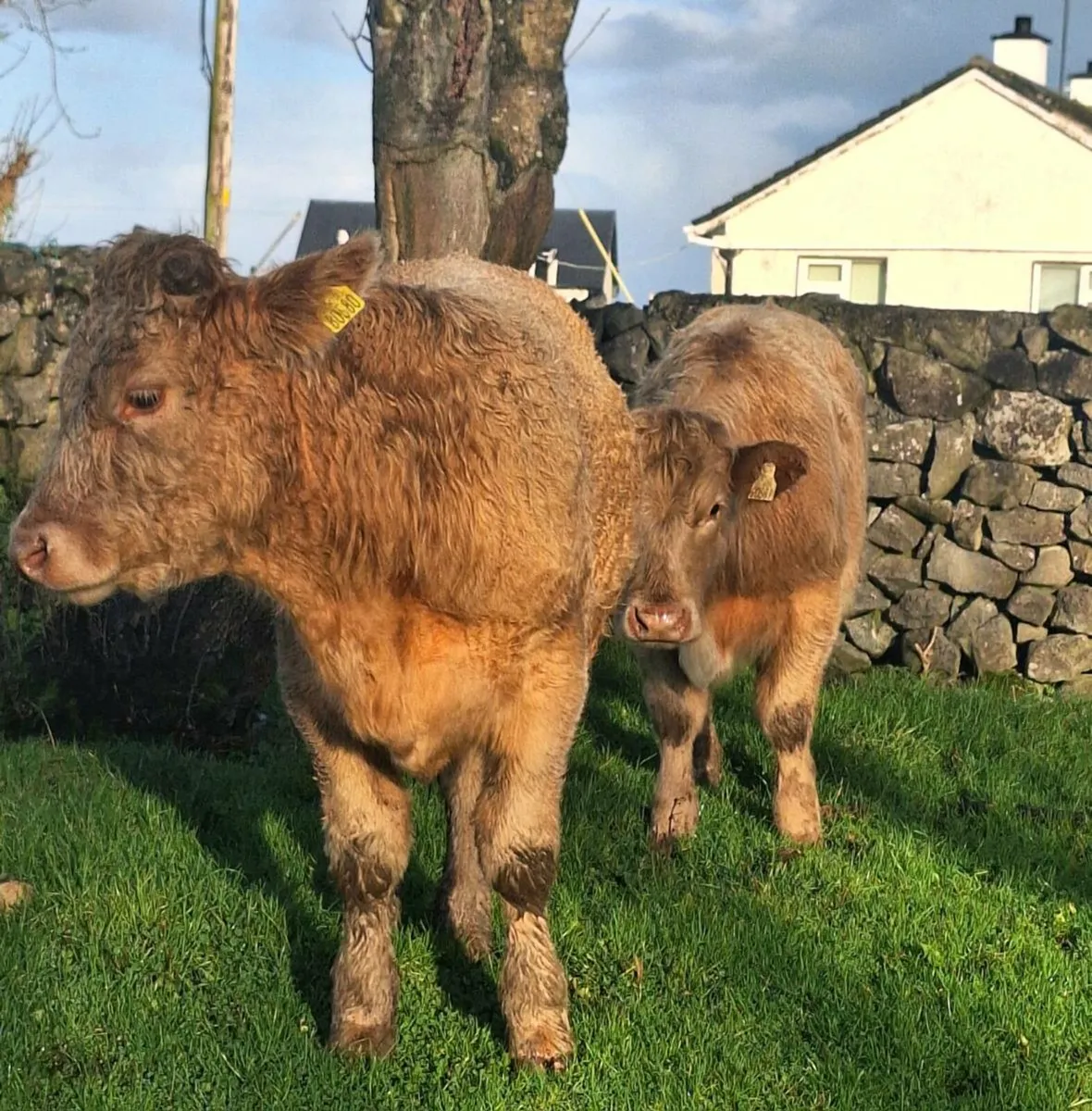 2 Charlaois Store Bullocks - Image 1