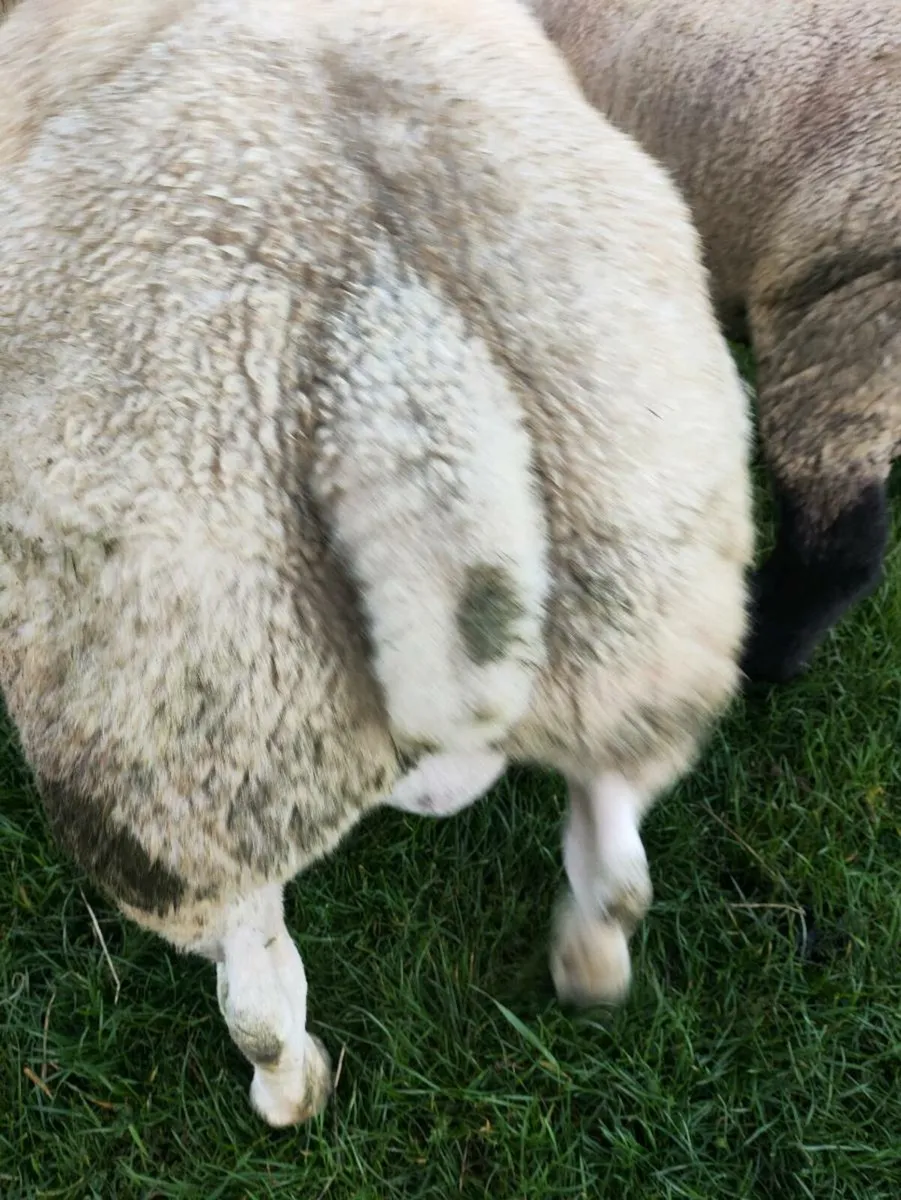 Texel ram - Image 1