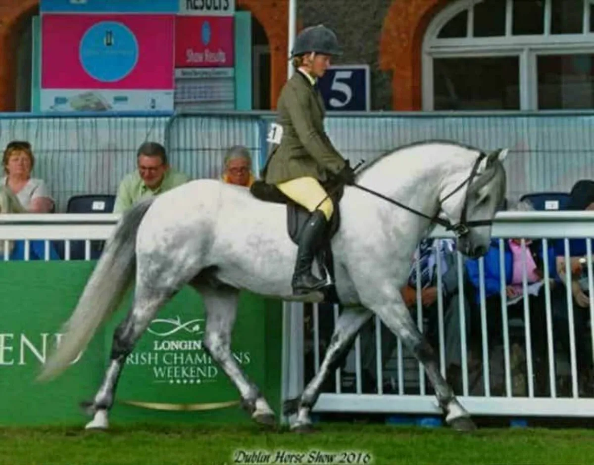 Connie x cob breeding recorded - Image 3