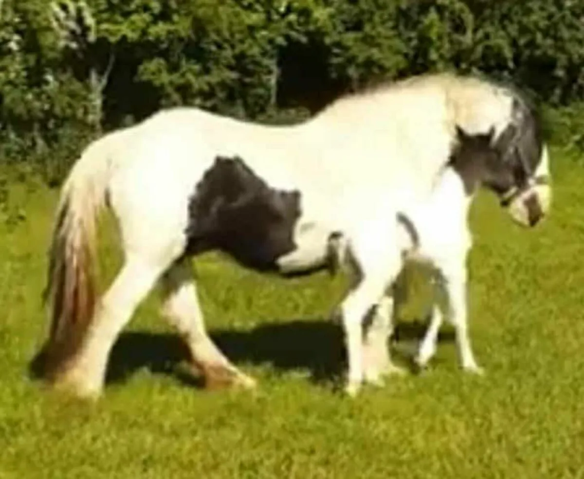 Connie x cob breeding recorded - Image 4