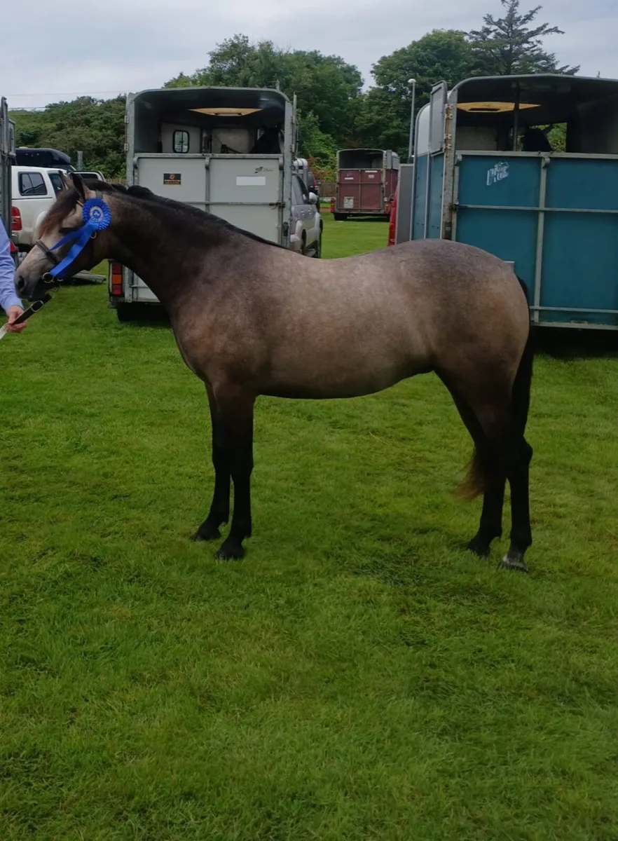 Registered Connemara Pony - Image 2