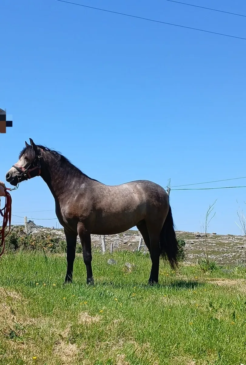 Registered Connemara Pony - Image 3