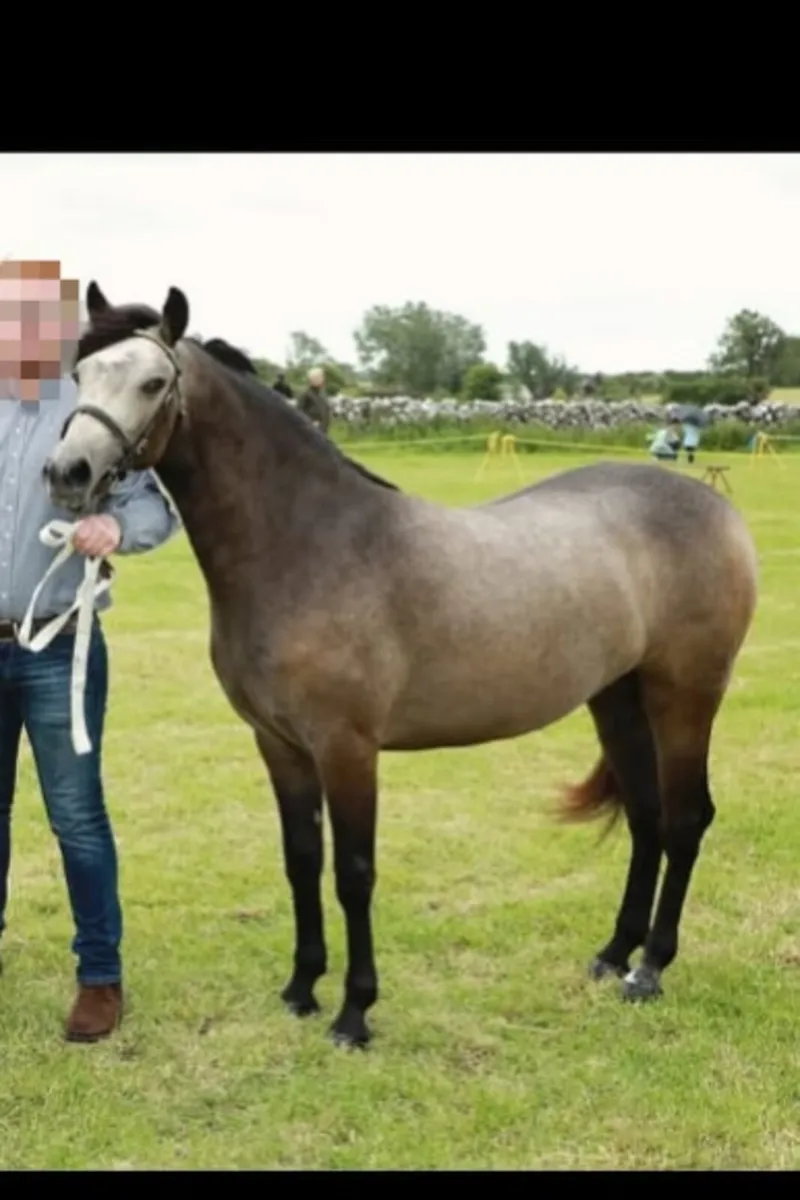 Registered Connemara Pony - Image 4