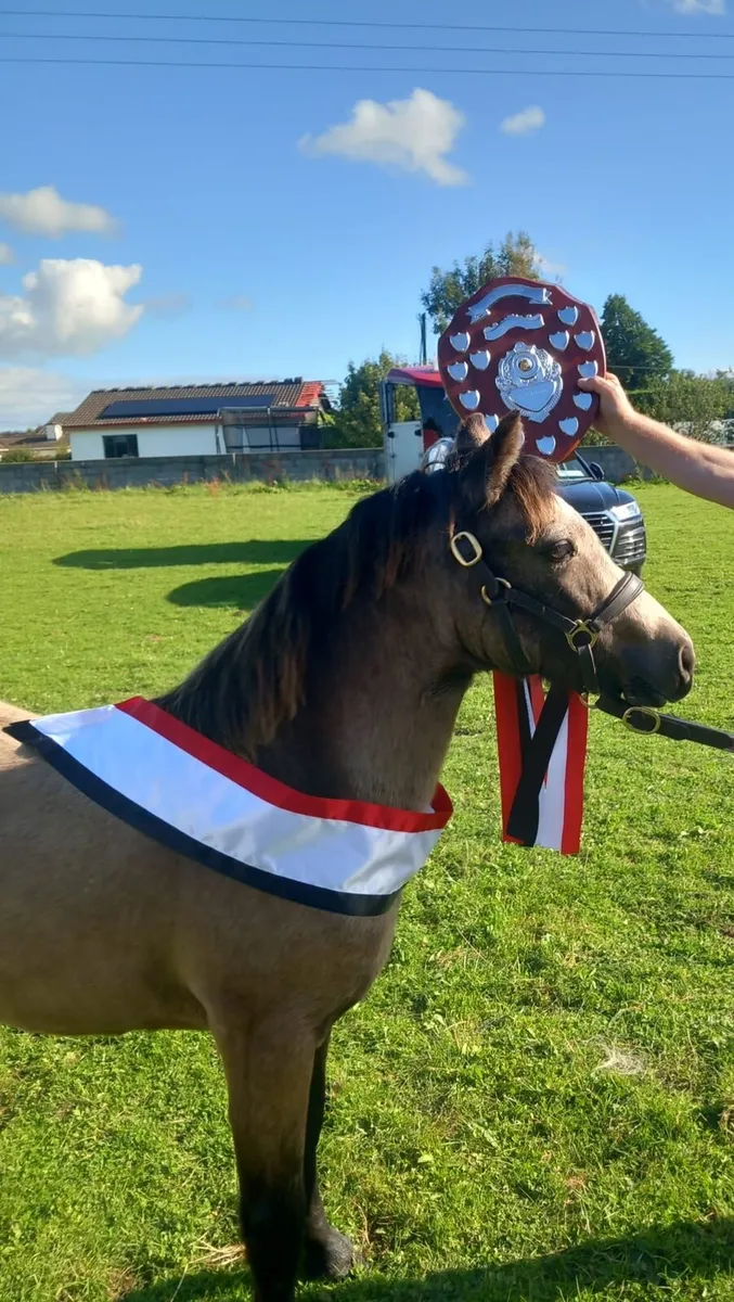 Registered Connemara Pony - Image 1