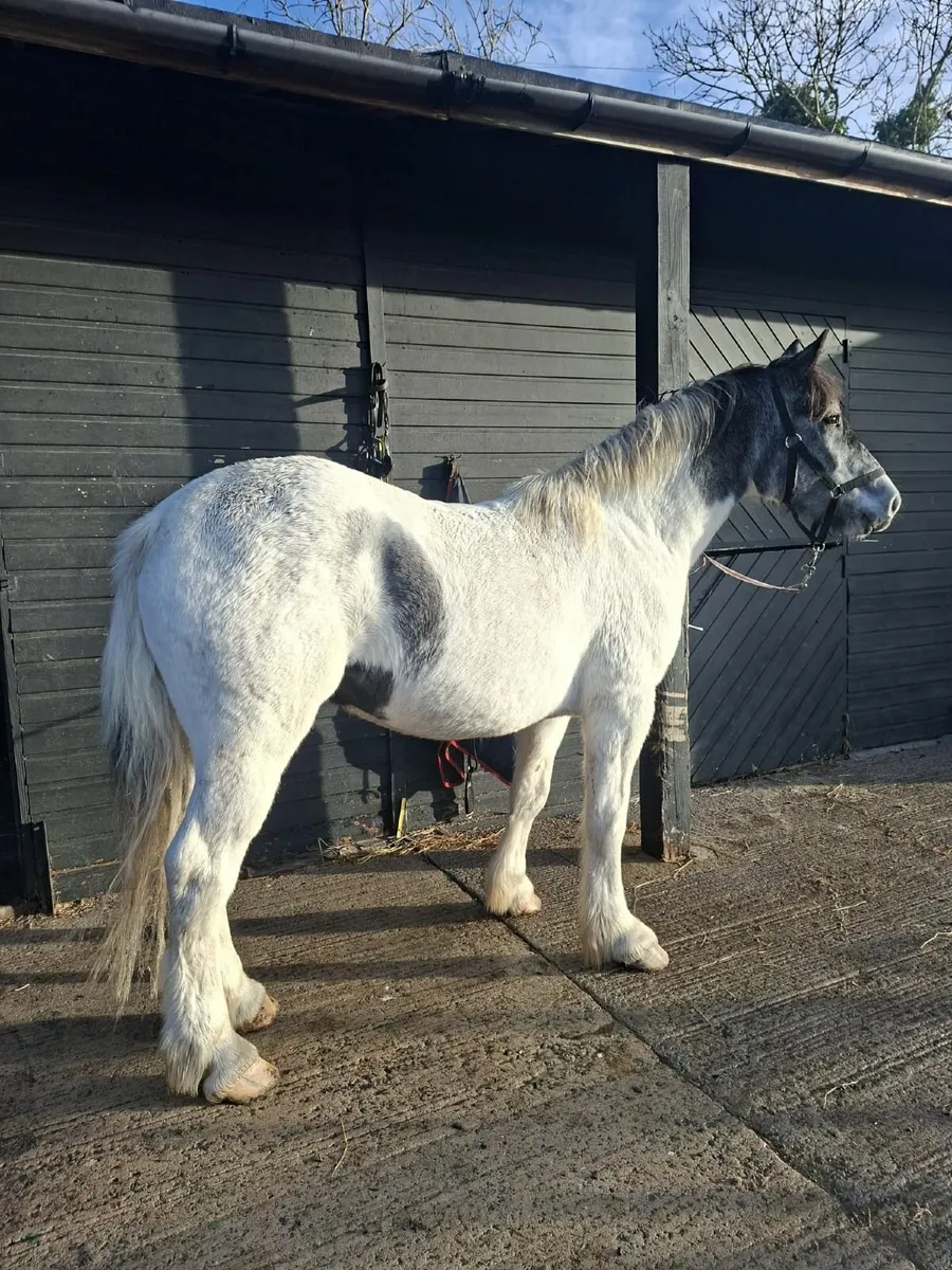 Connie x cob breeding recorded - Image 2