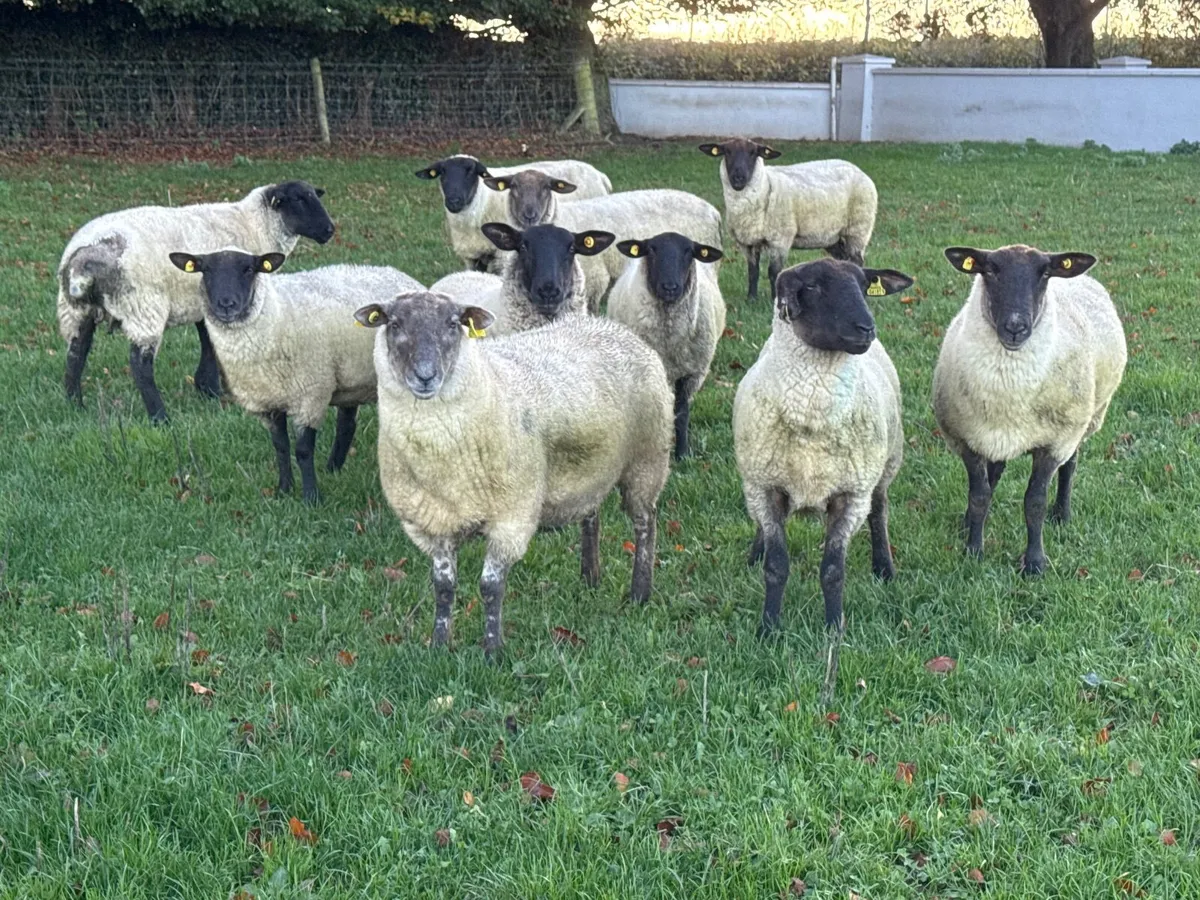10 Suffolk Hoggets - Image 2